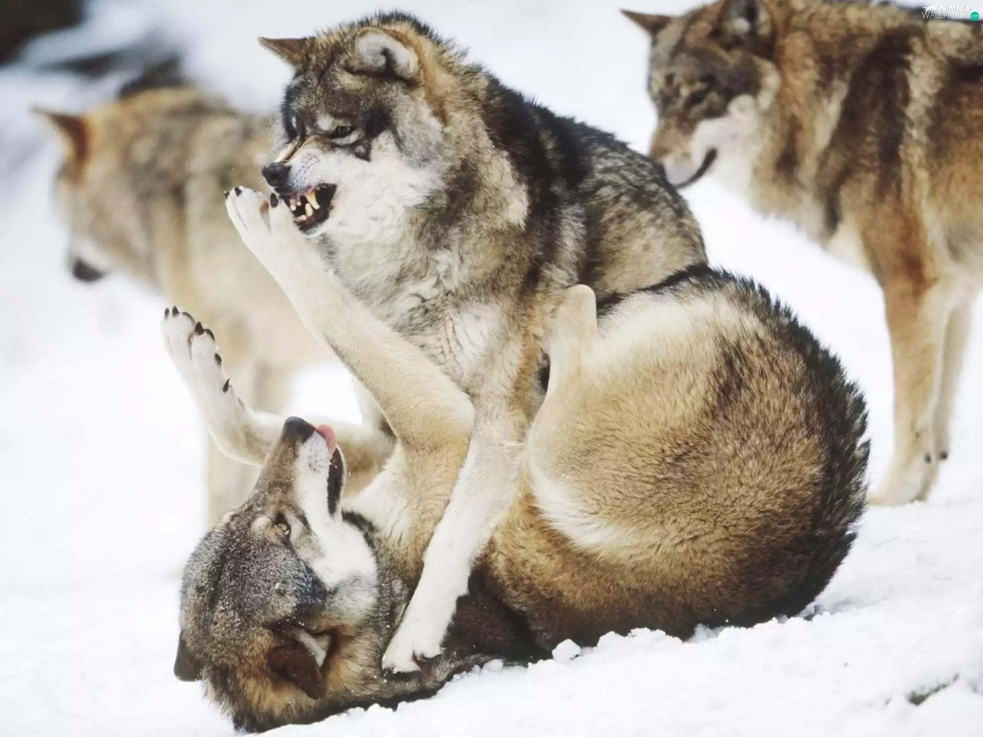 snow, wolves, Fight
