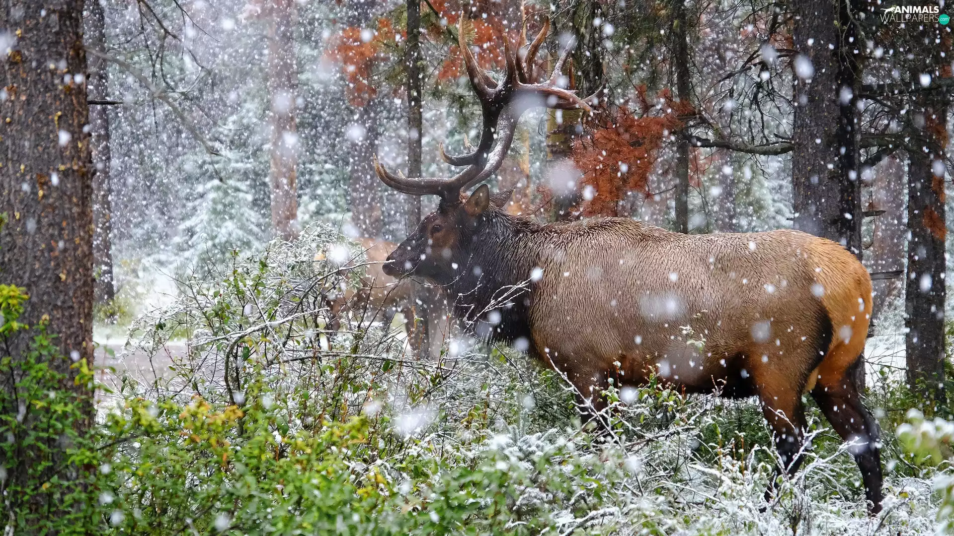 incident, snow, forest, Plants, deer