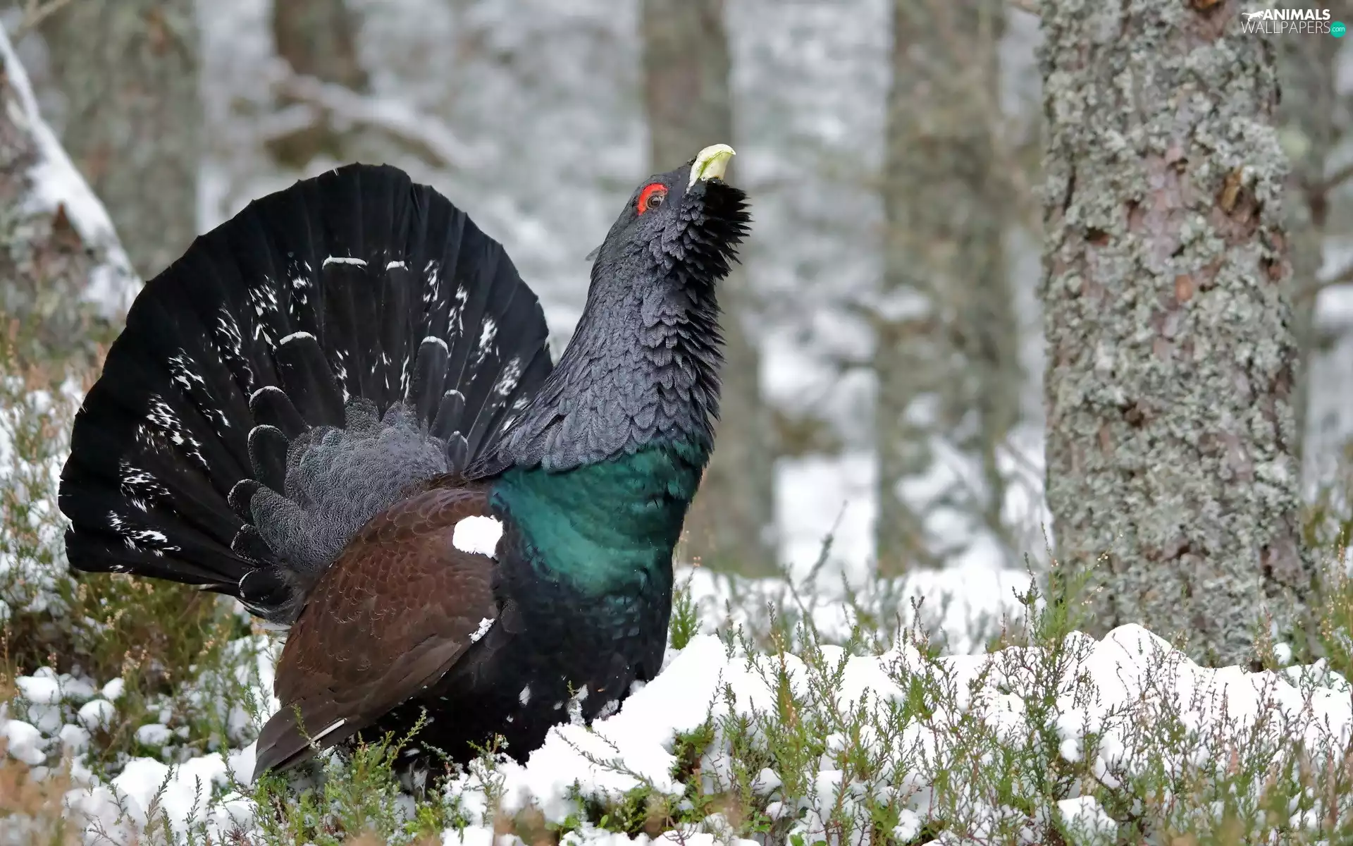 snow, Głuszec, forest