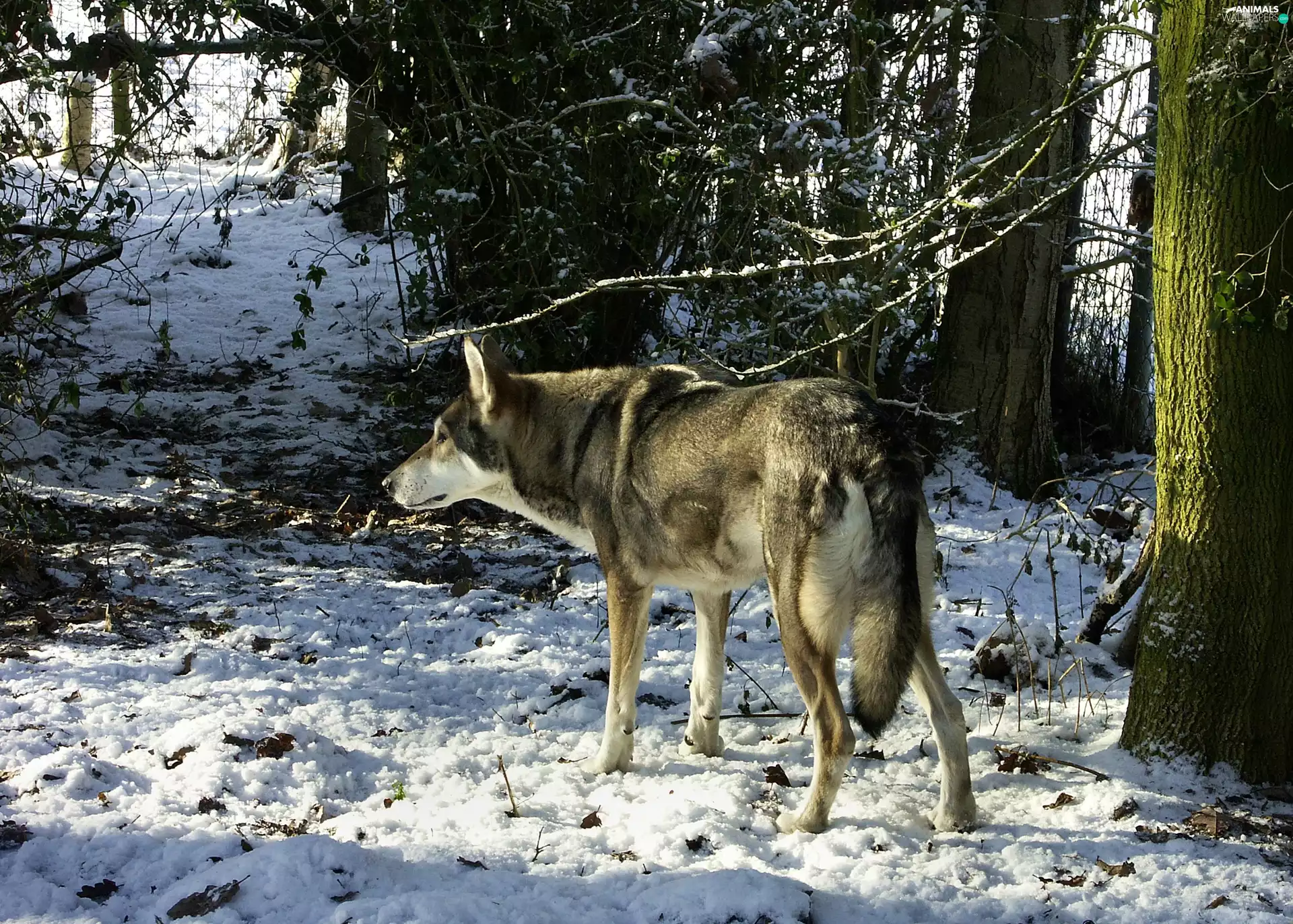 snow, Saarlooswolfhond, forest