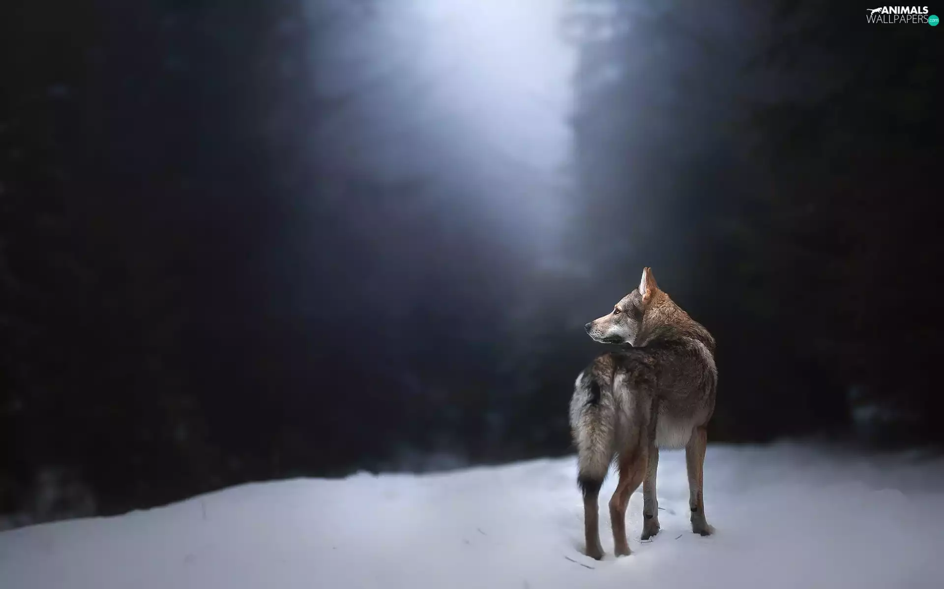 dog, snow, forest, Czechoslovakian Wolfdog