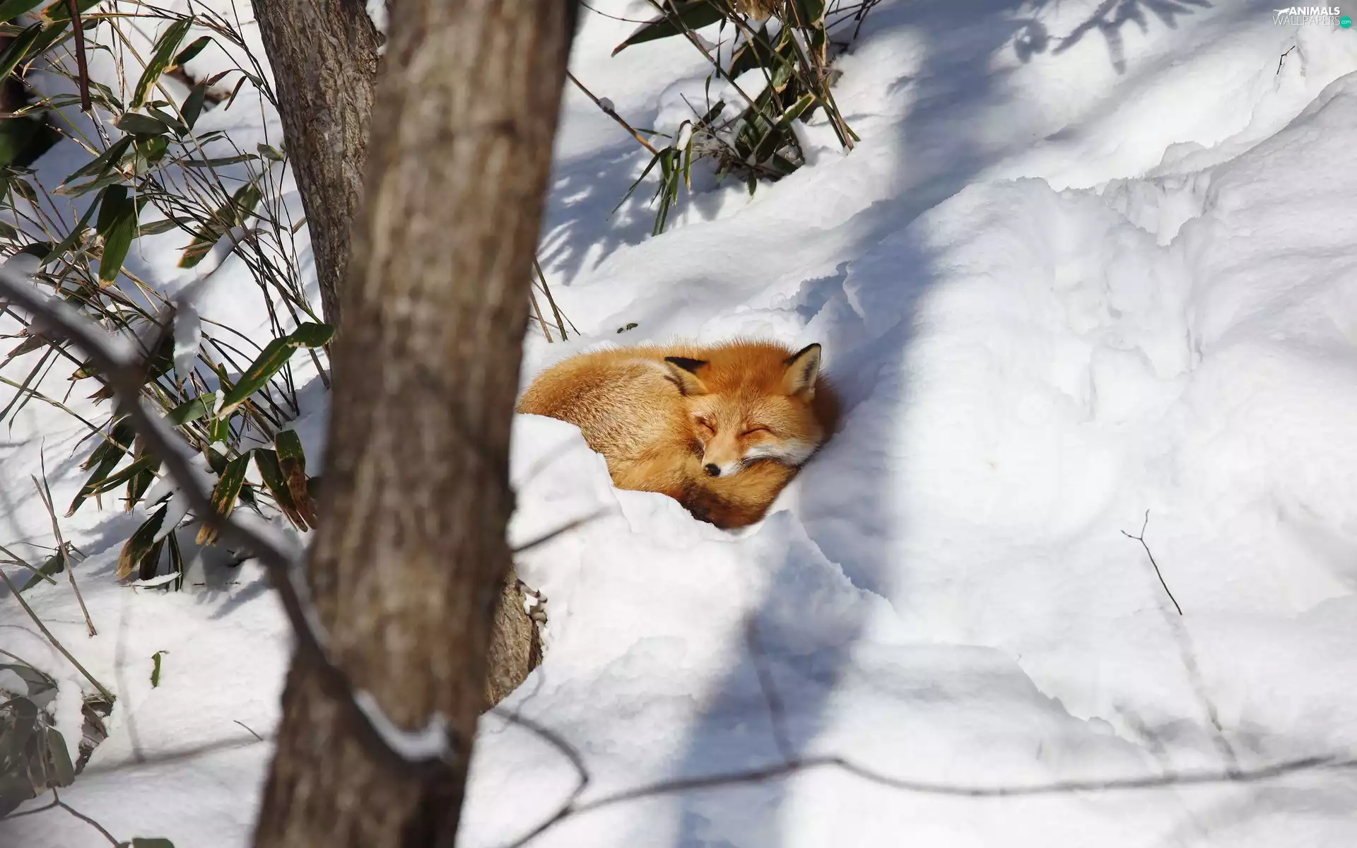 Fox, winter, trees, snow