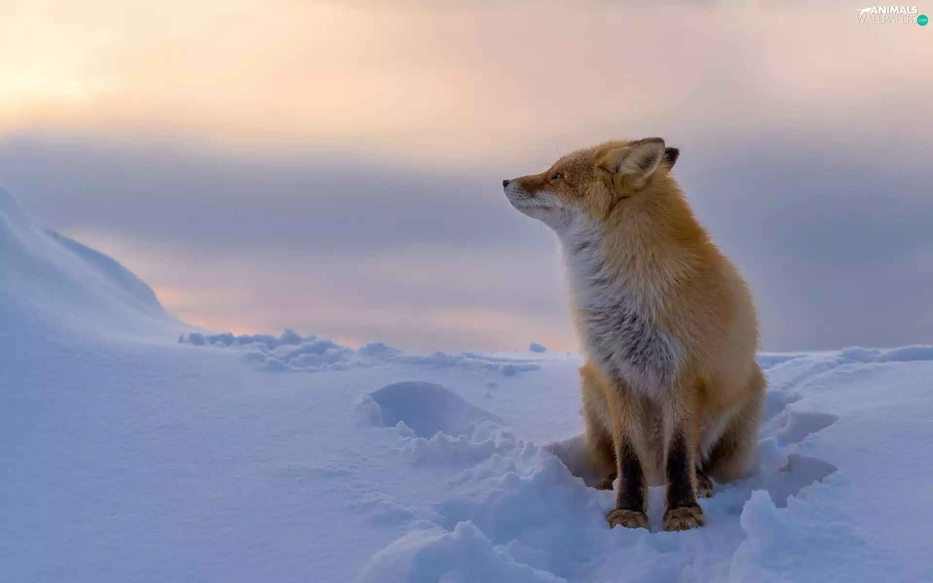 snow, Fox