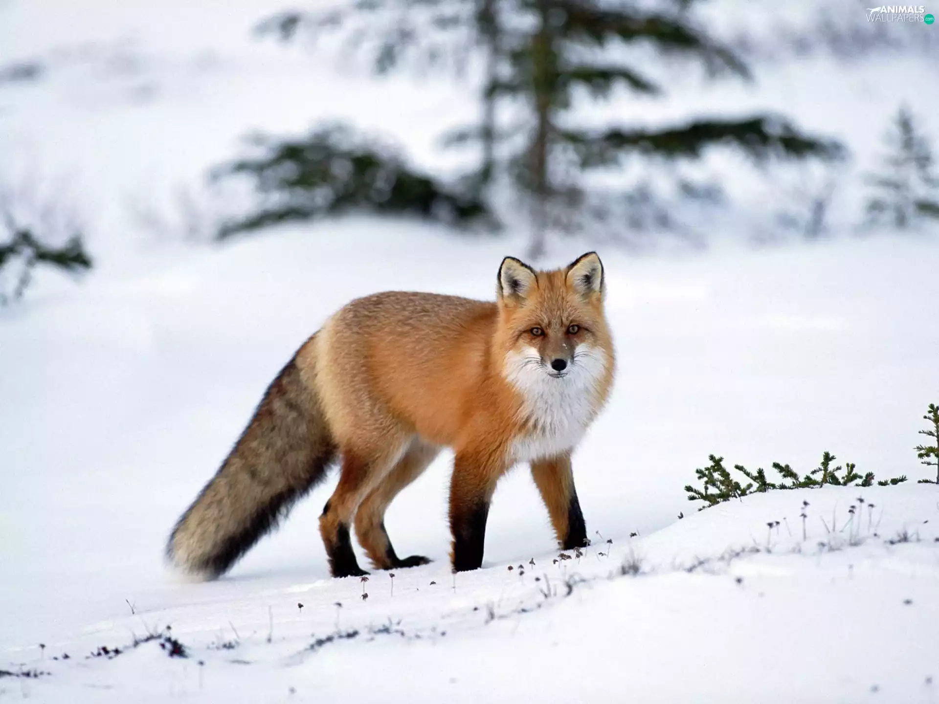 snow, Fox, ginger