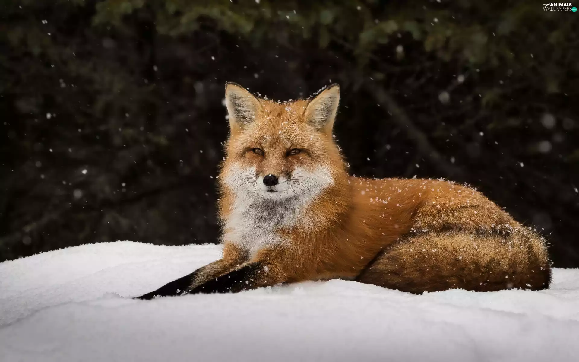 Snowing, snow, ginger, Fox, lying