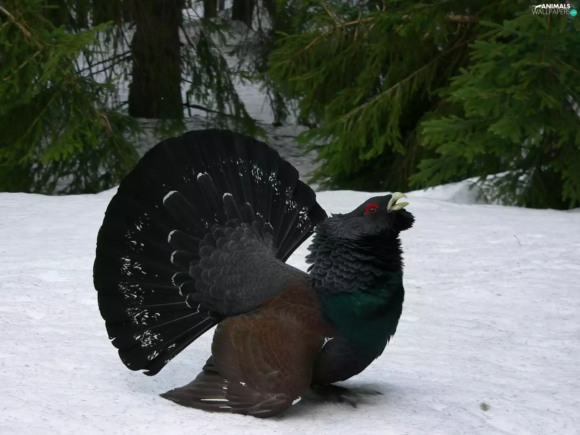 Głuszec, trees, viewes, snow