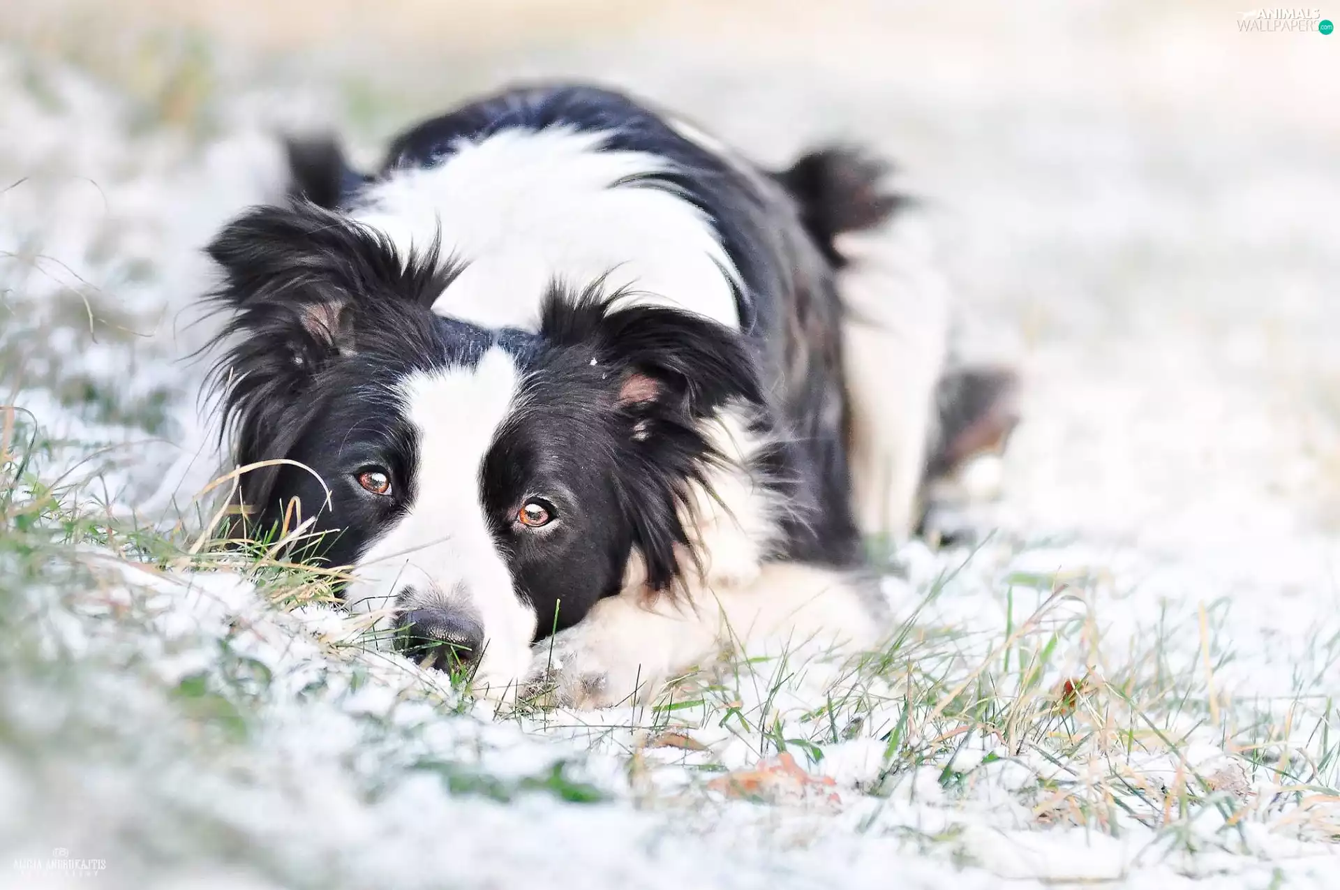 dog, snow, grass, Border Collie