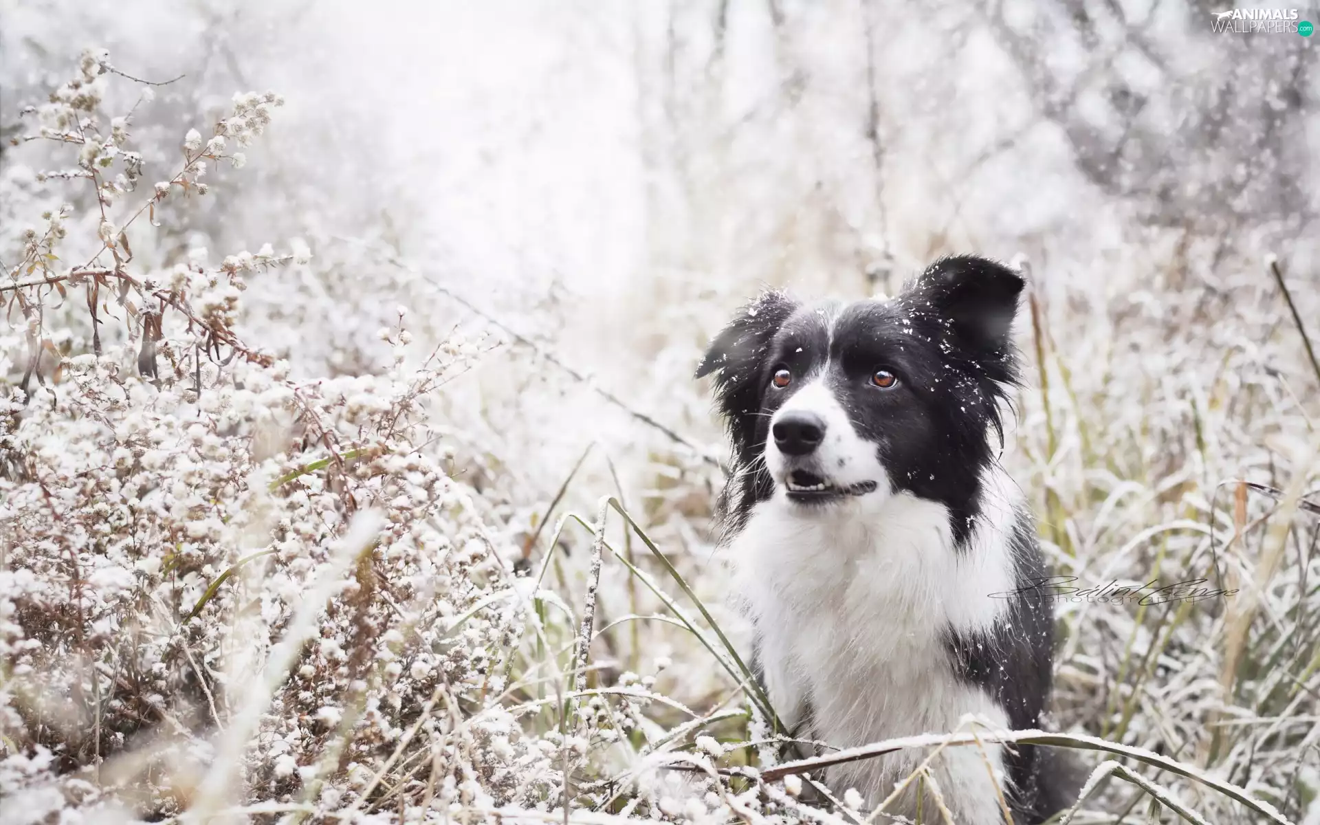 grass, Border Collie, snow