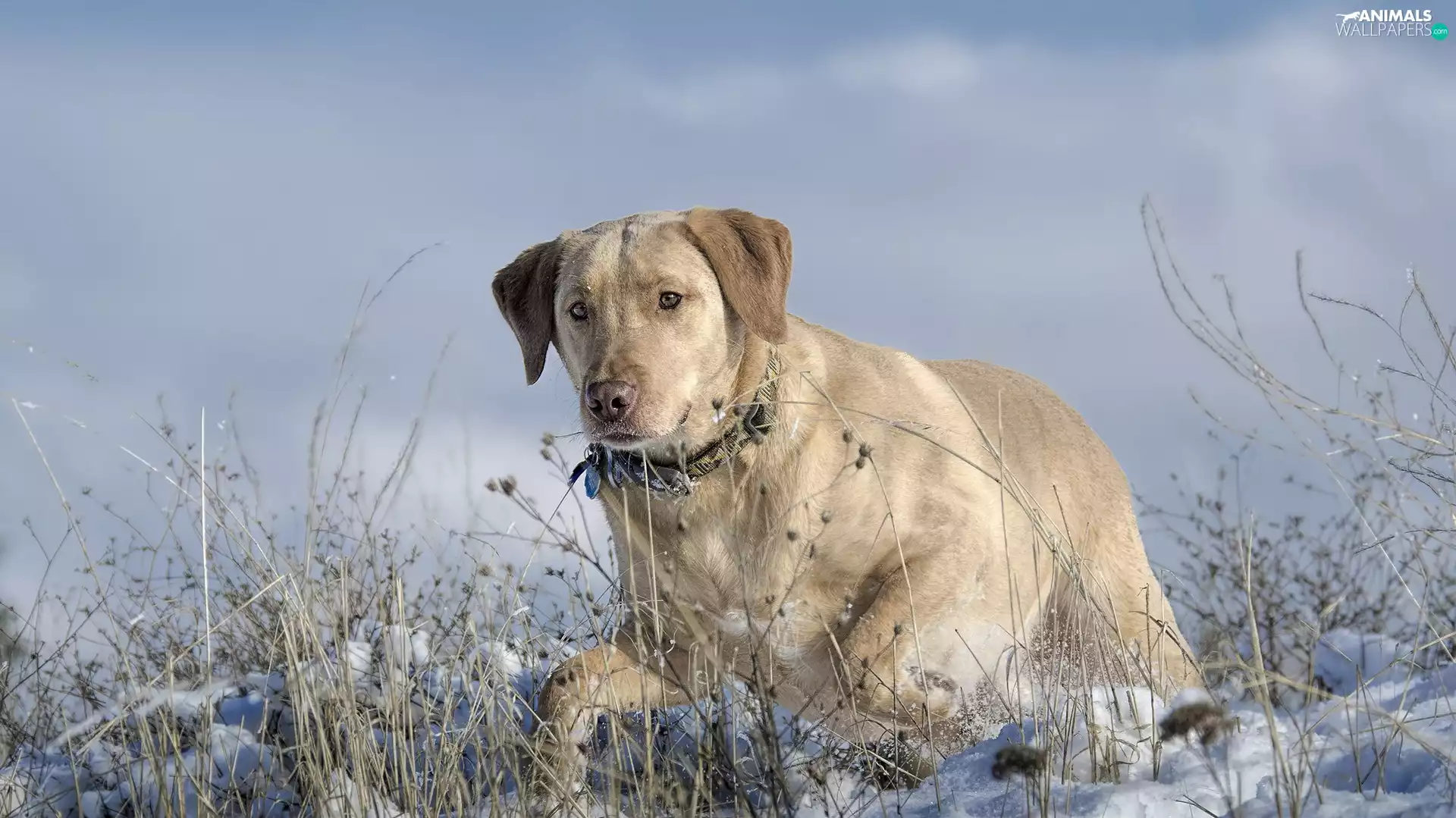 snow, Labrador, grass