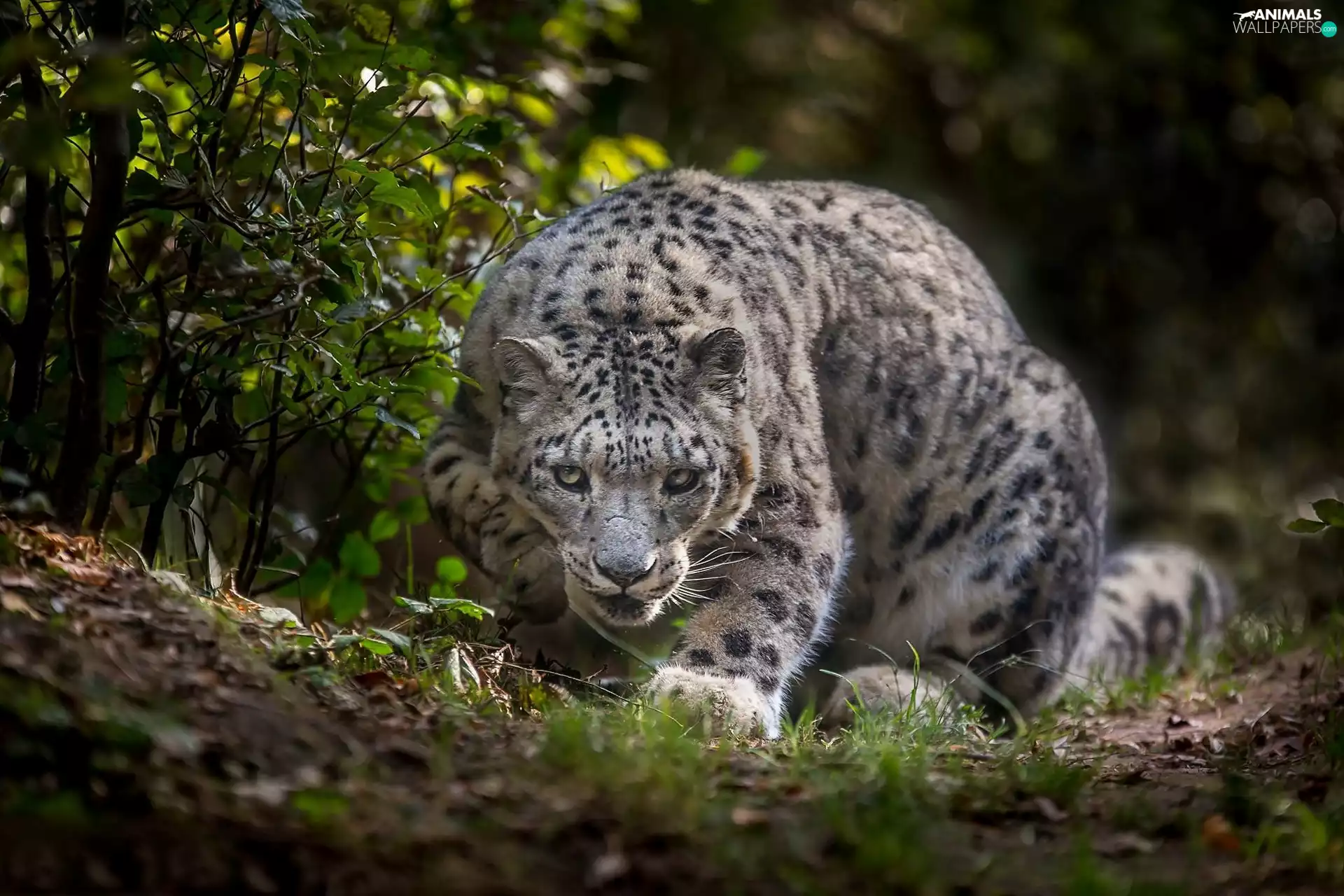 snow leopard, grass