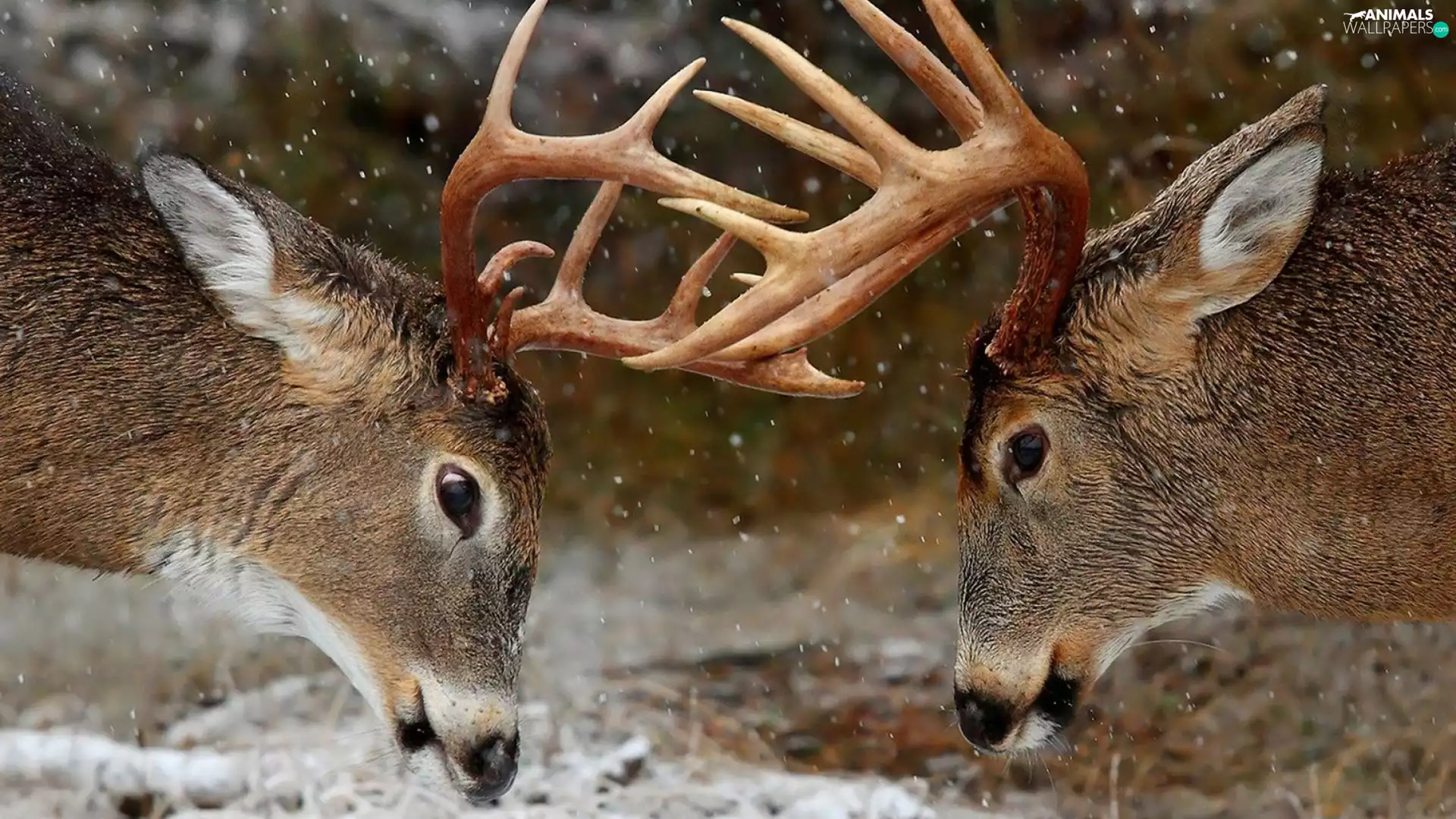 head, Deer. Horns, snow