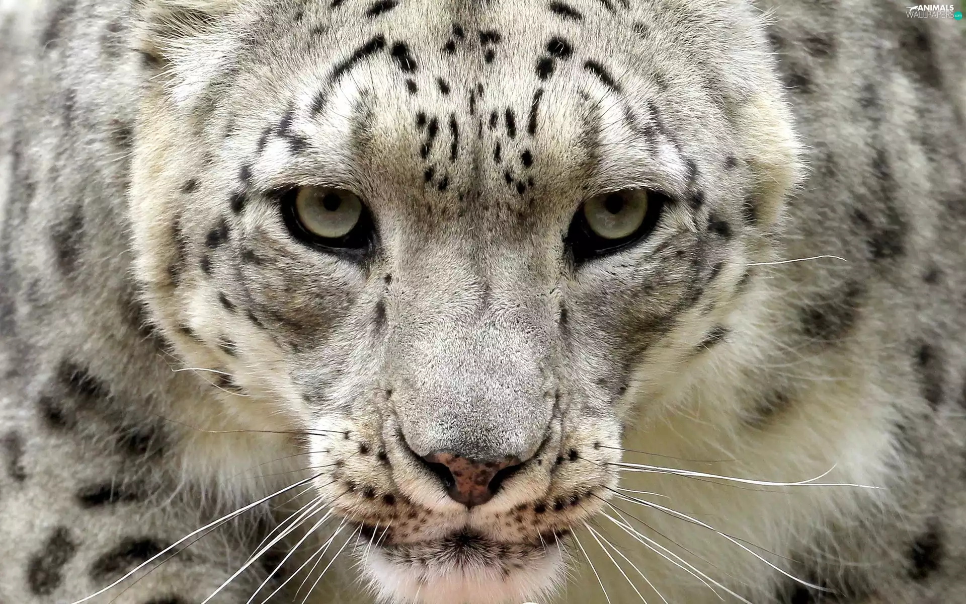 snow leopard, Head