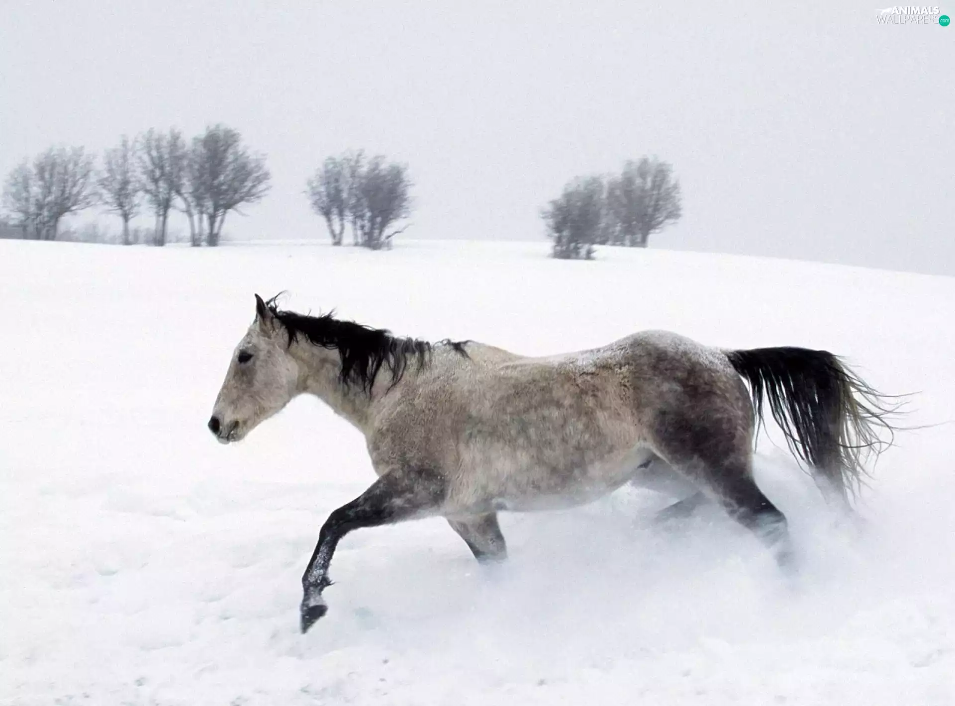 Horse, trees, viewes, snow