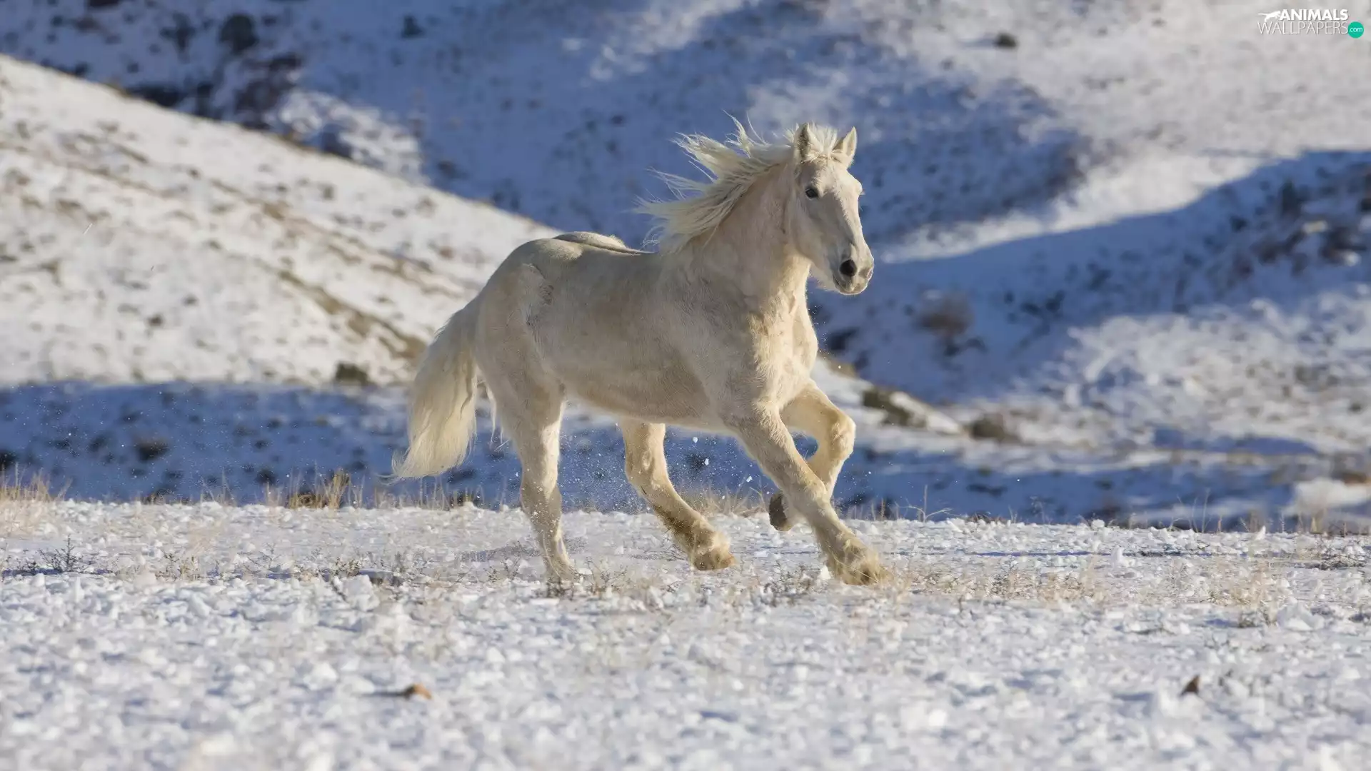 snow, White, Horse