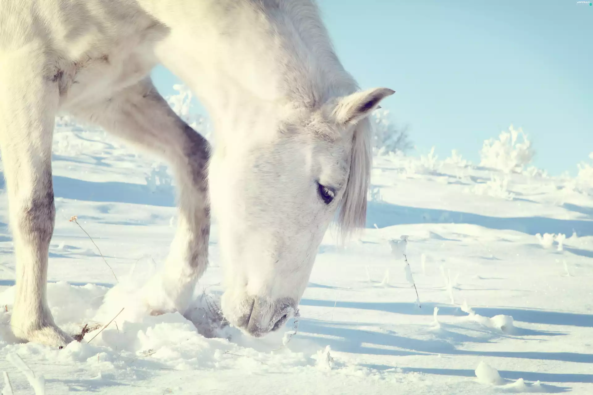 snow, White, Horse