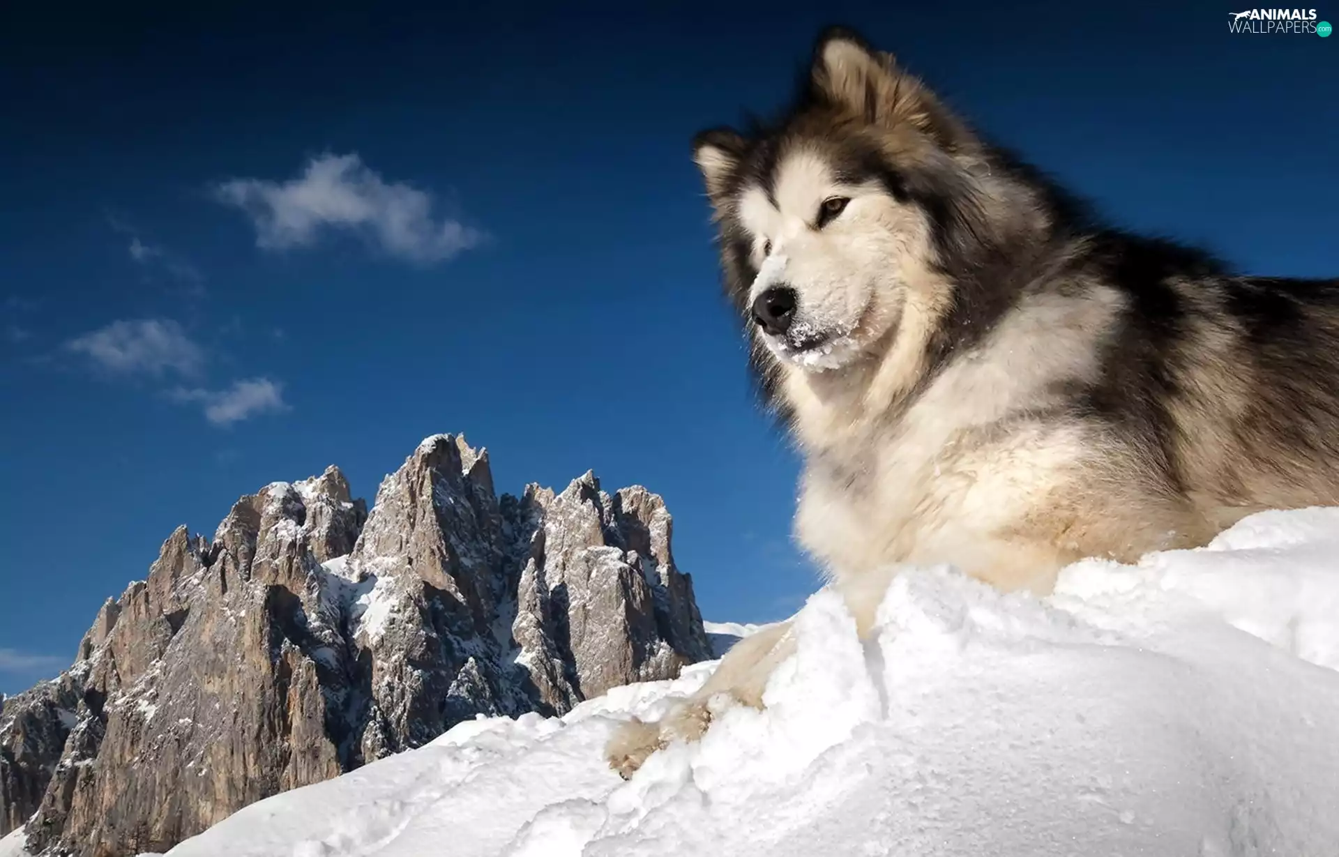 Mountains, snow, Husky, winter, Siberian