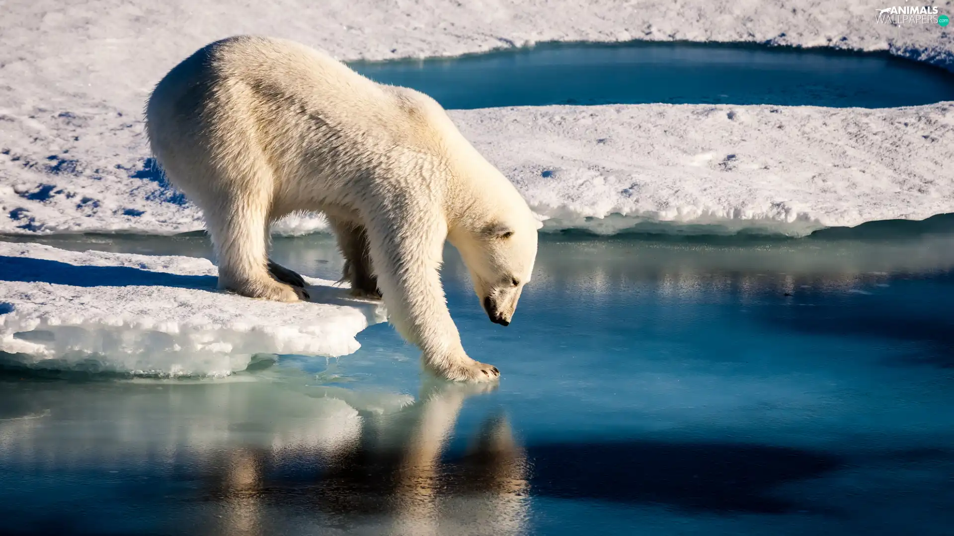 Icecream, Polar bear, snow