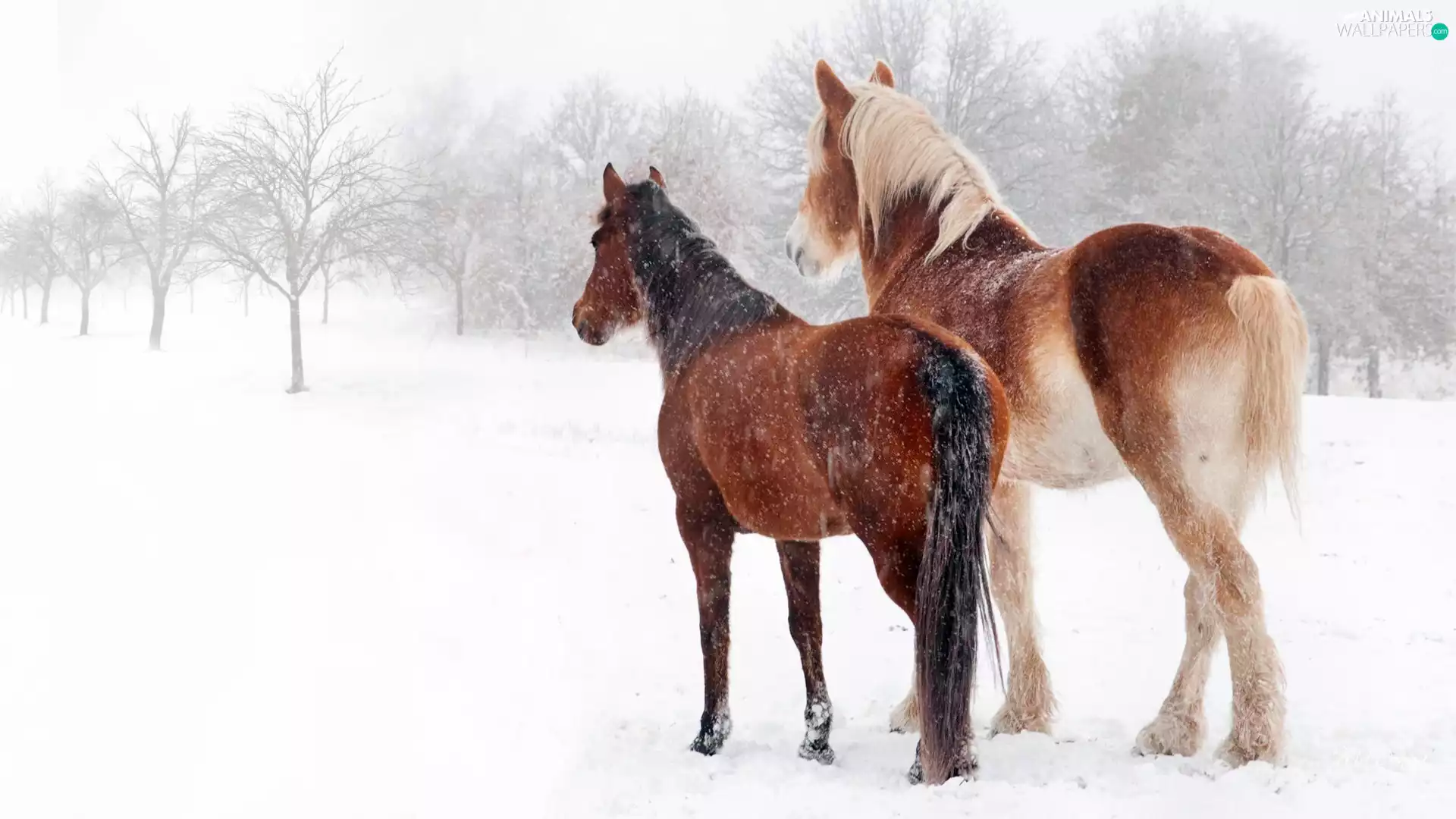 snow, bloodstock, incident