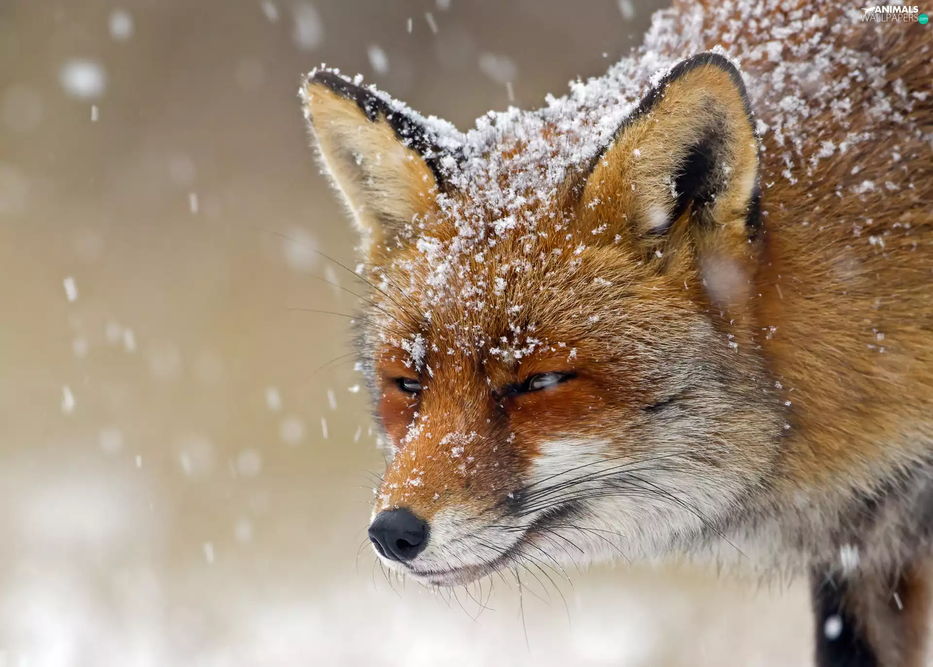 snow, Fox, incident