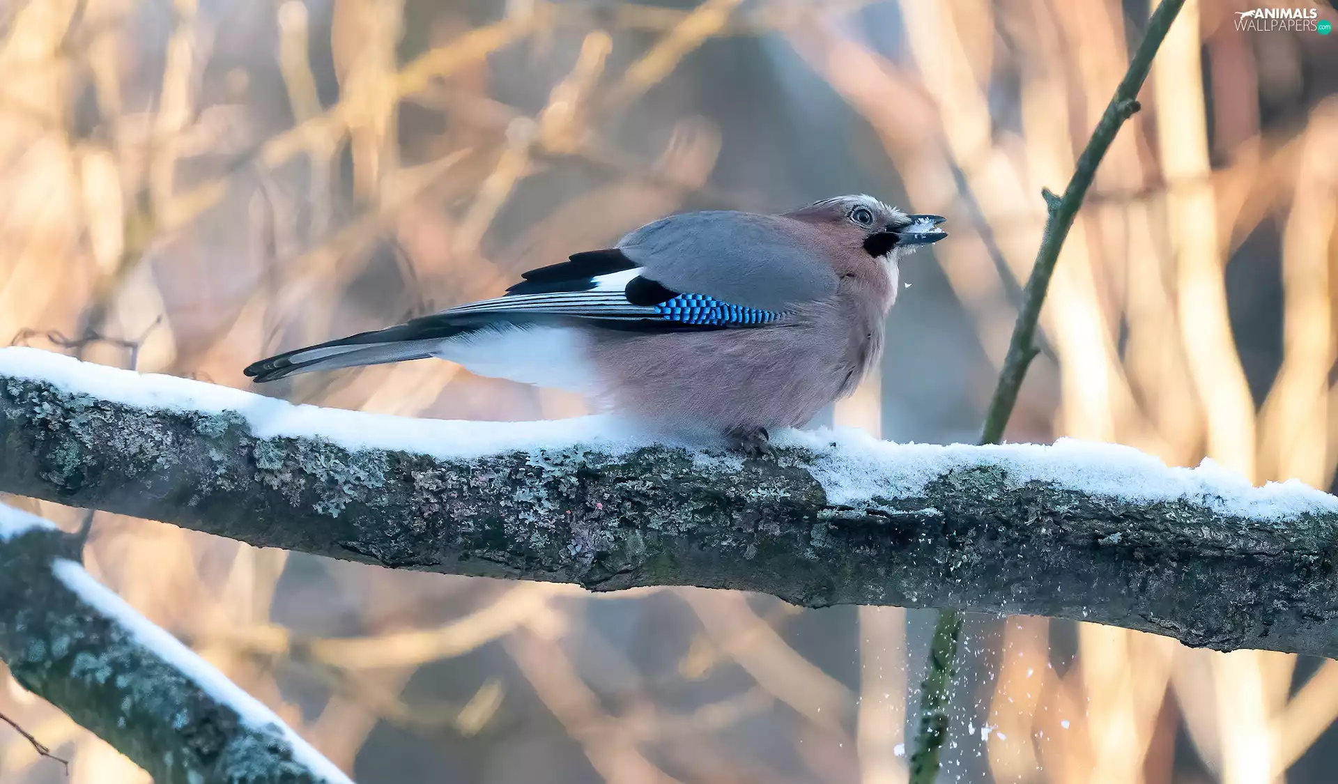 Bird, branch pics, snow, Eurasian Jay