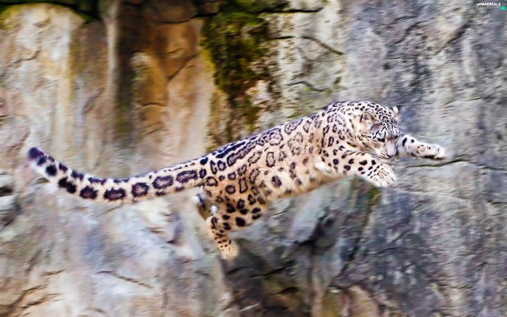 snow leopard, jump