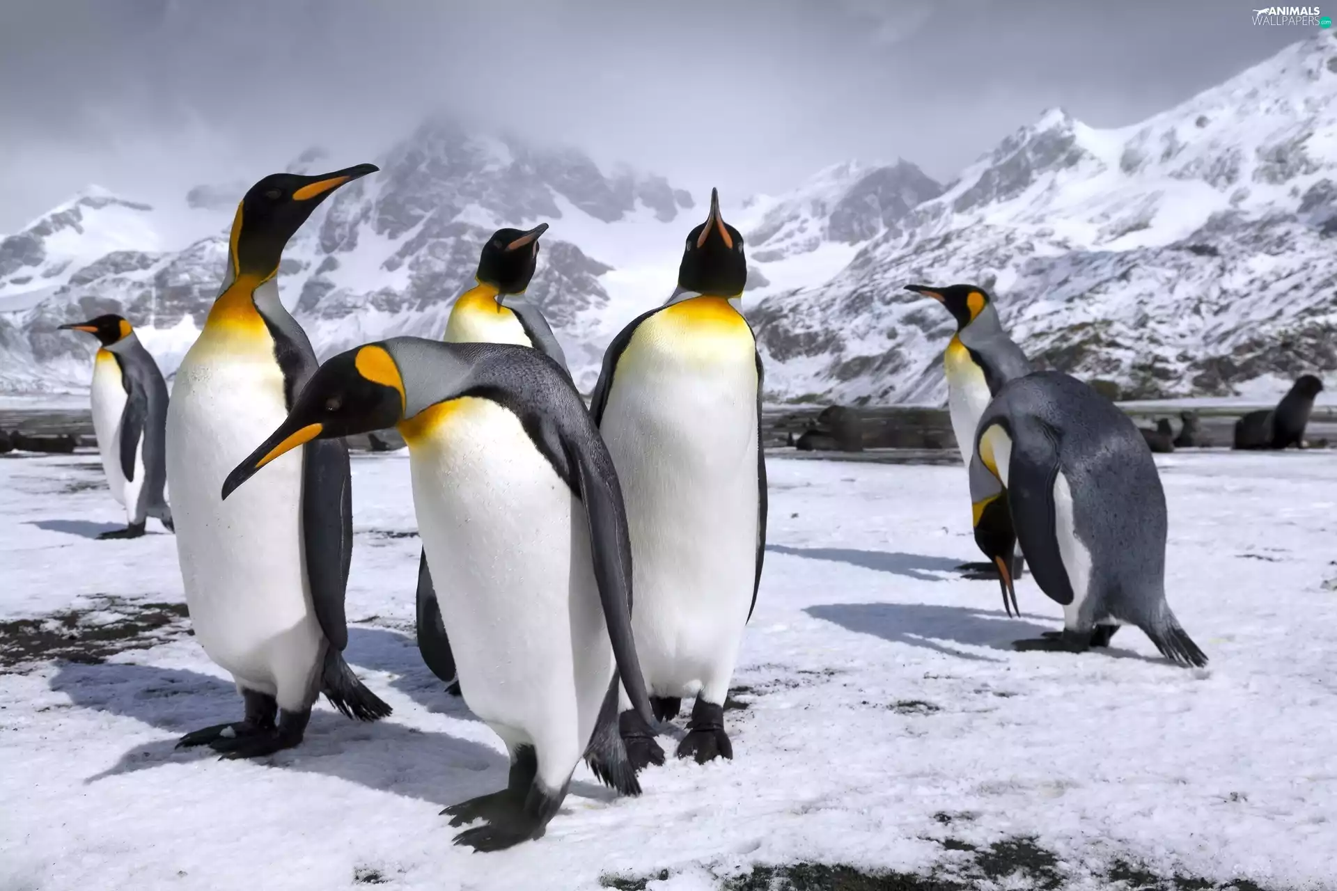 King Penguins, Mountains, snow
