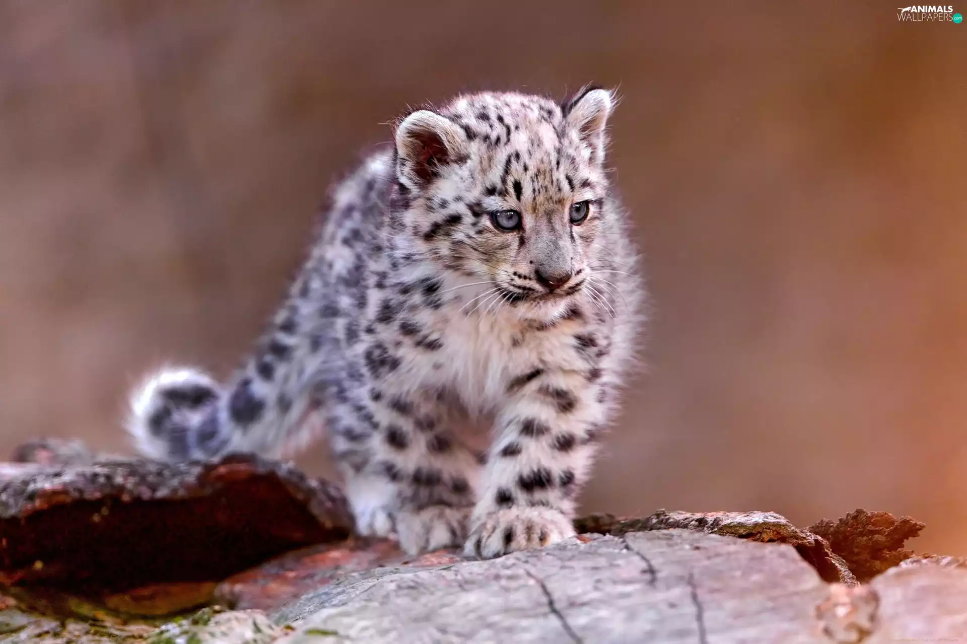 snow leopard
