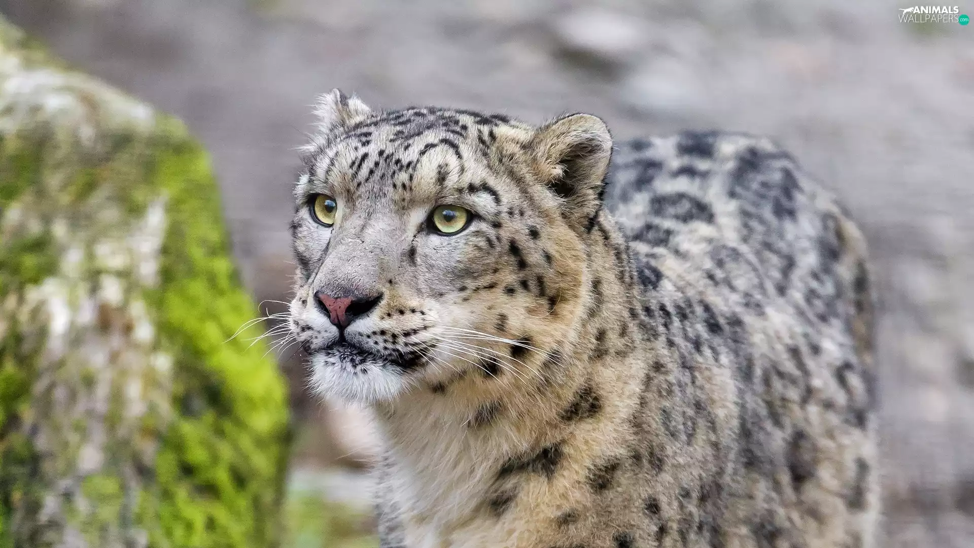 snow leopard
