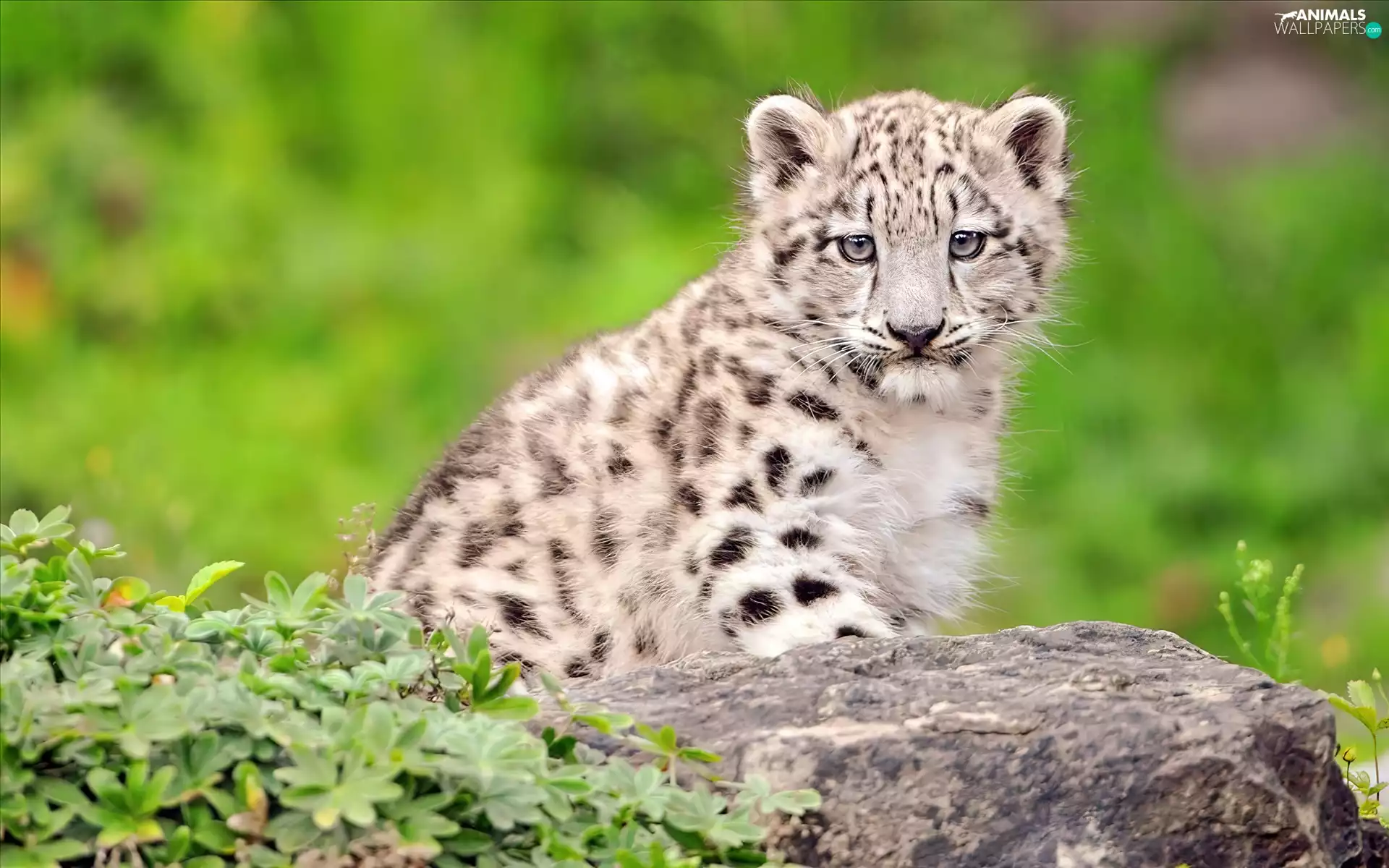 snow leopard