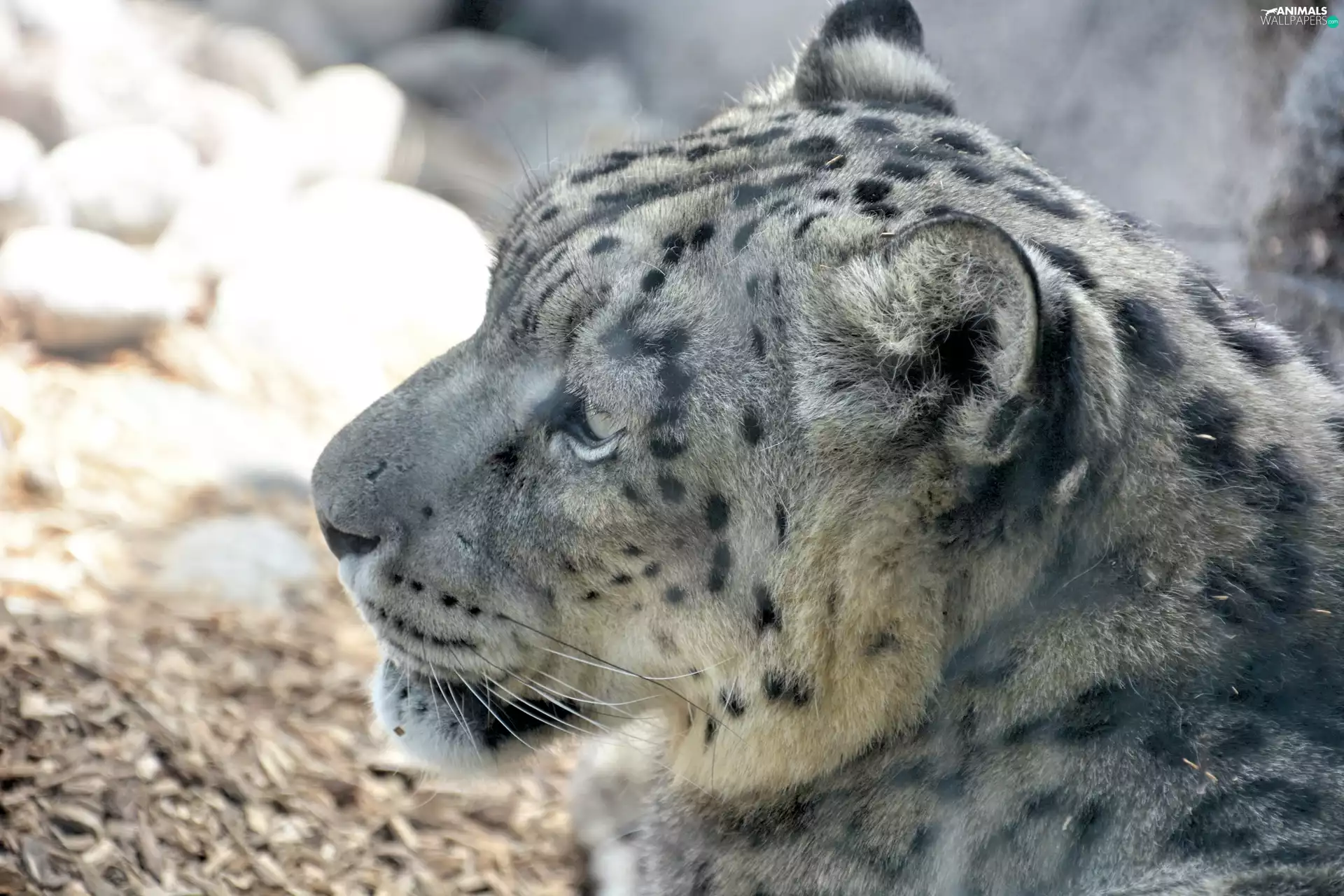 Snow Leopard