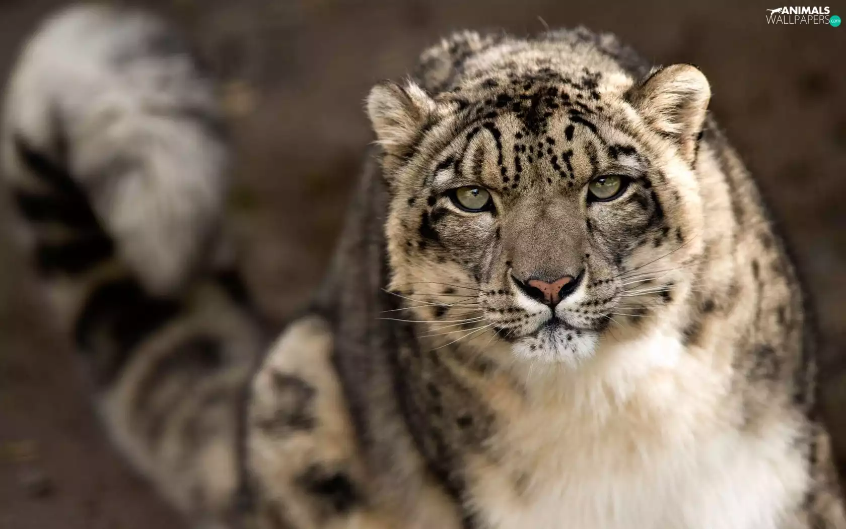 snow leopard