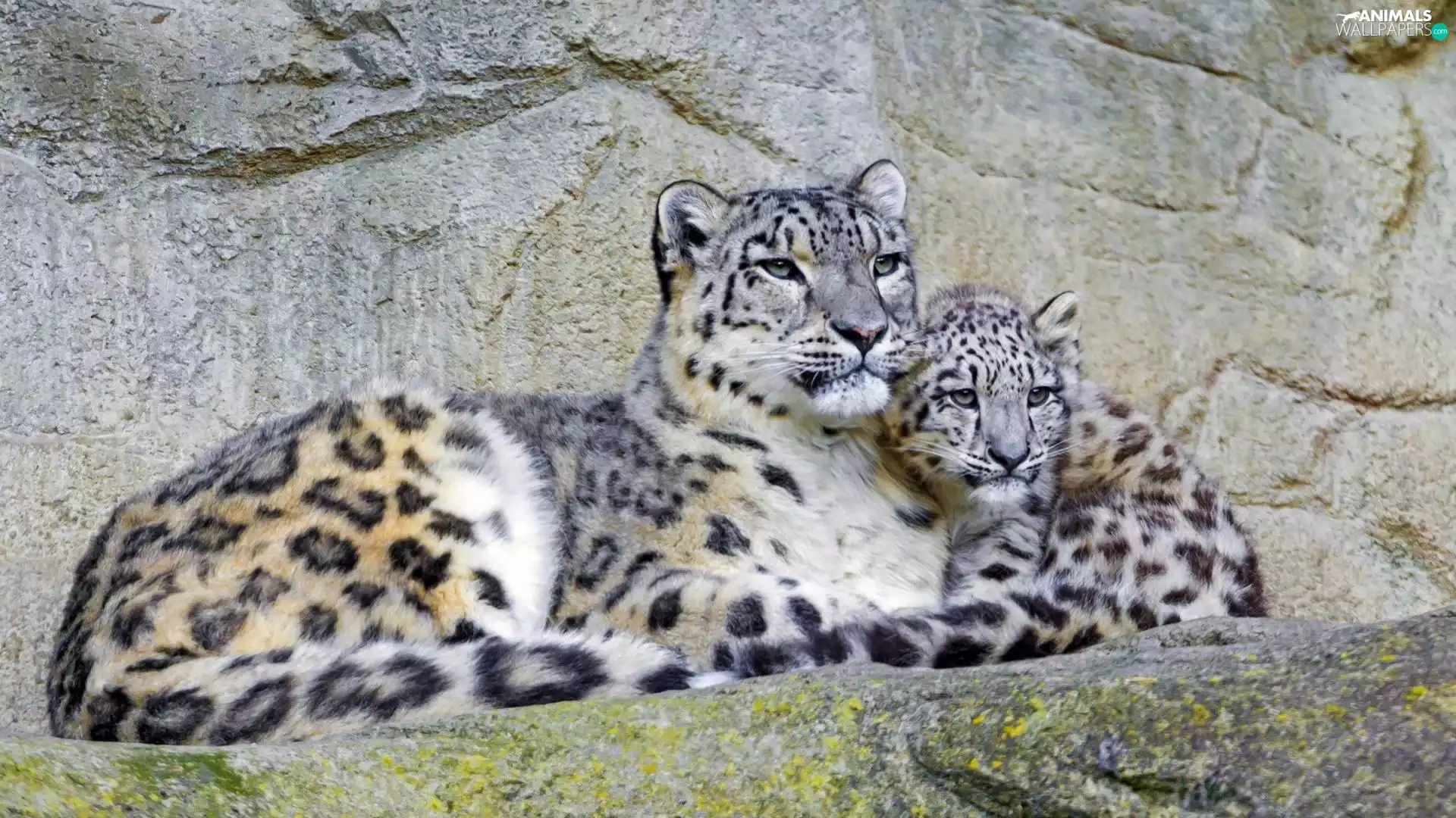 snow, Leopard