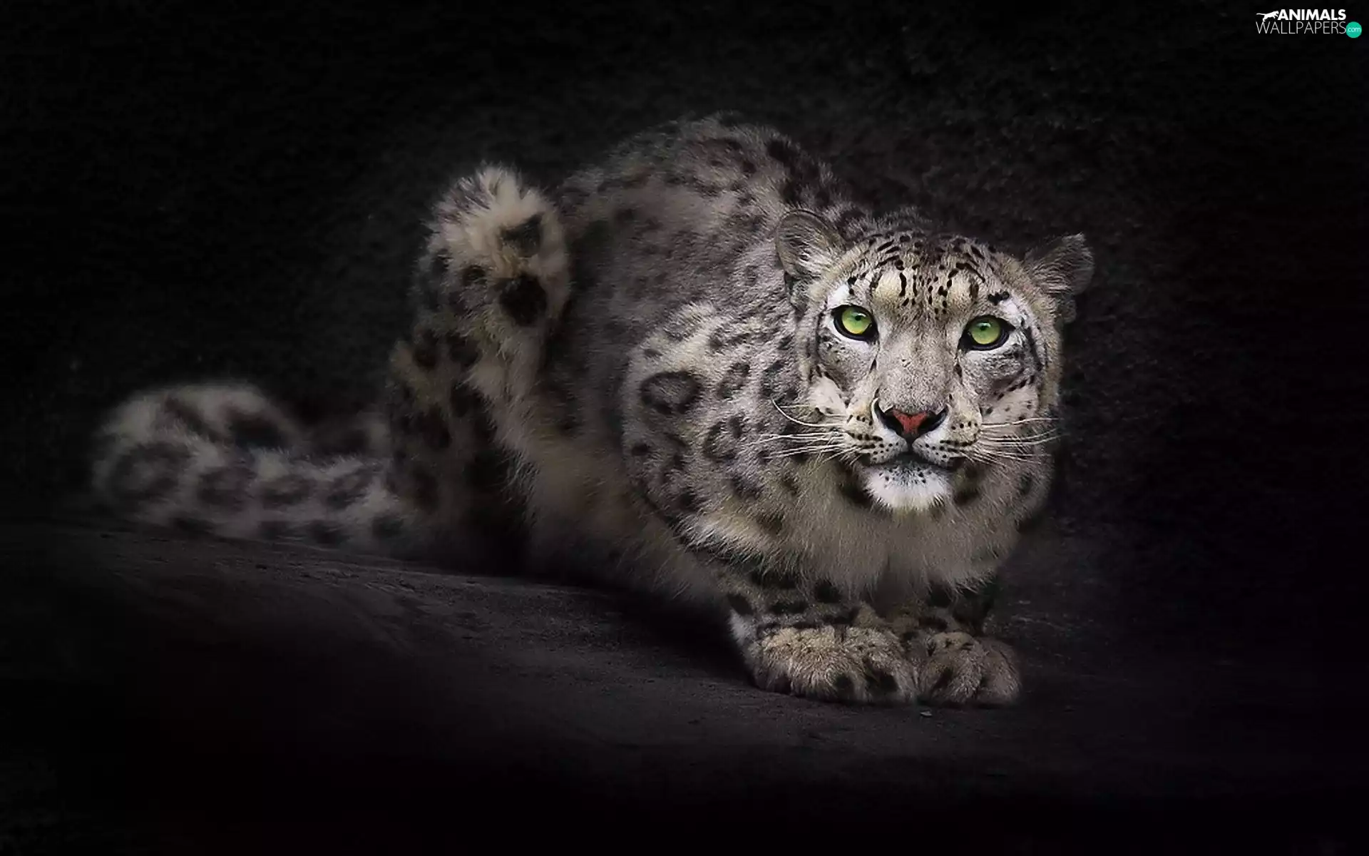 Eyes, snow leopard, green ones