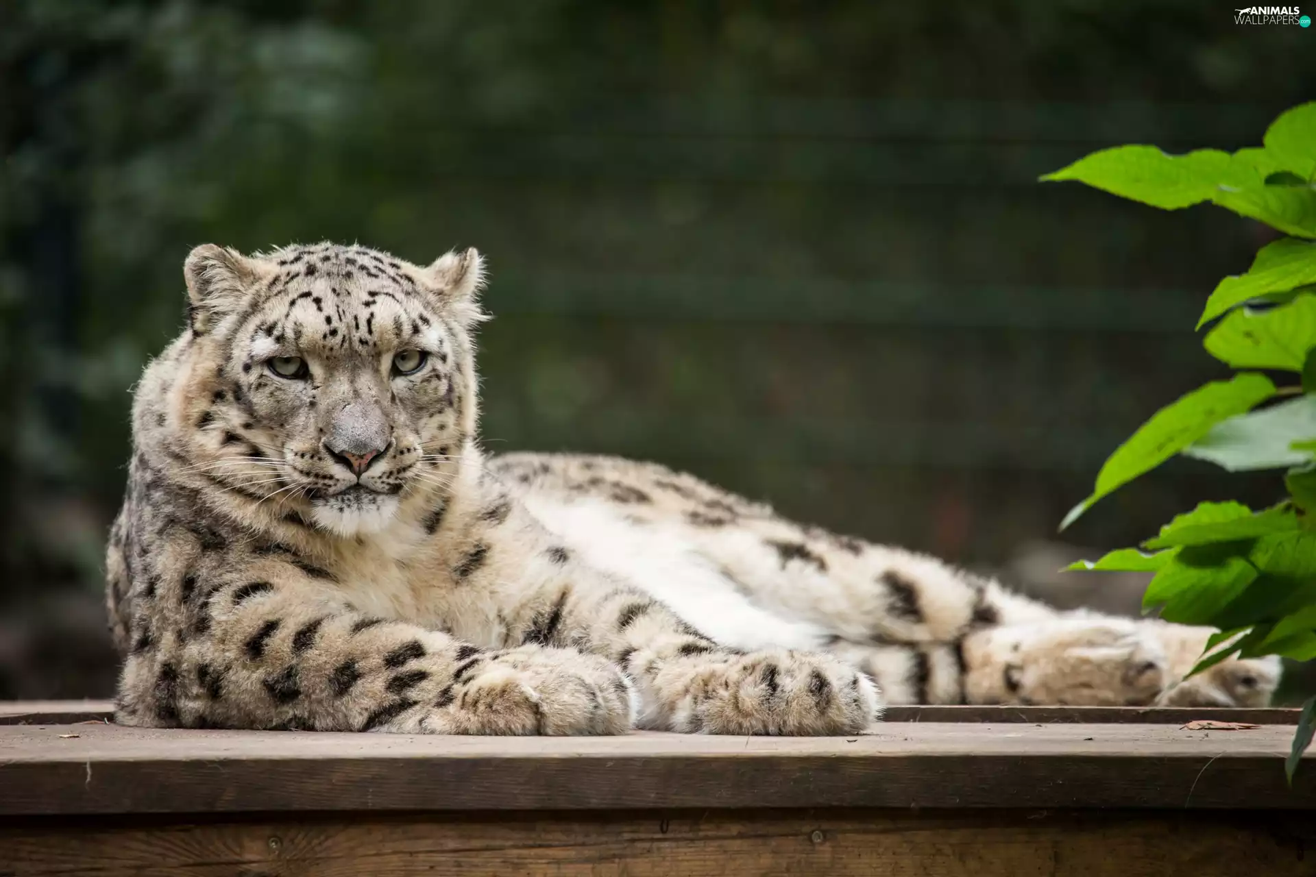 leaves, snow leopard, green ones