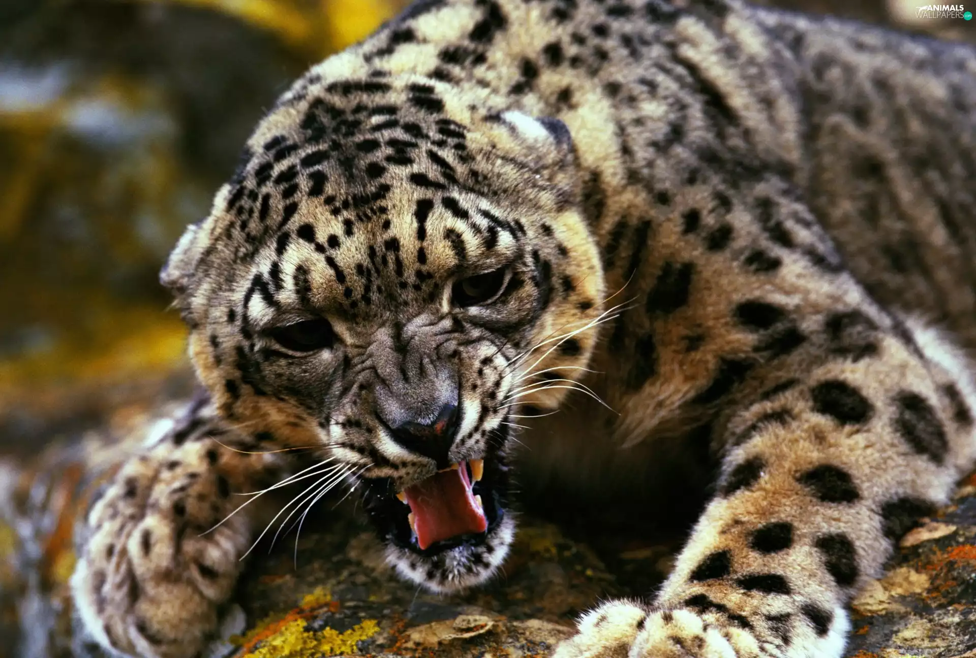 Panther, snow leopard, Rocks, snow