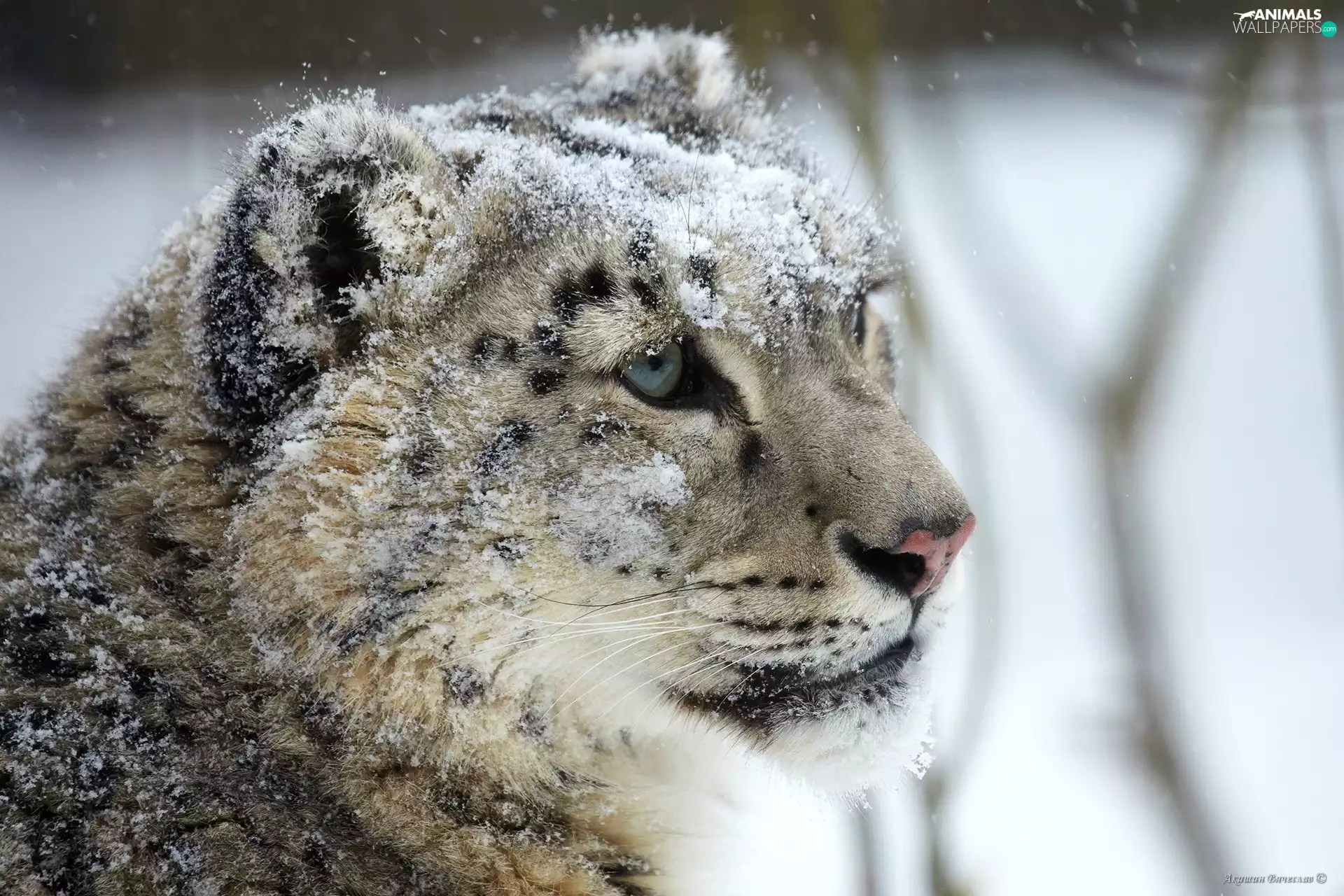 snow, snow leopard