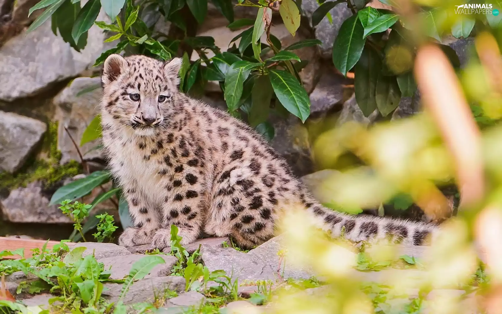 small, snow leopard, leaves, snowy