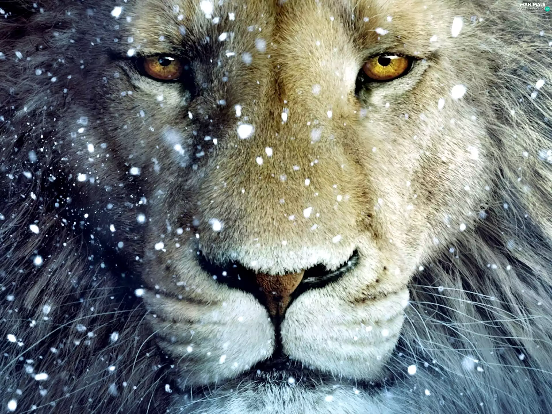 snow, mouth, lion