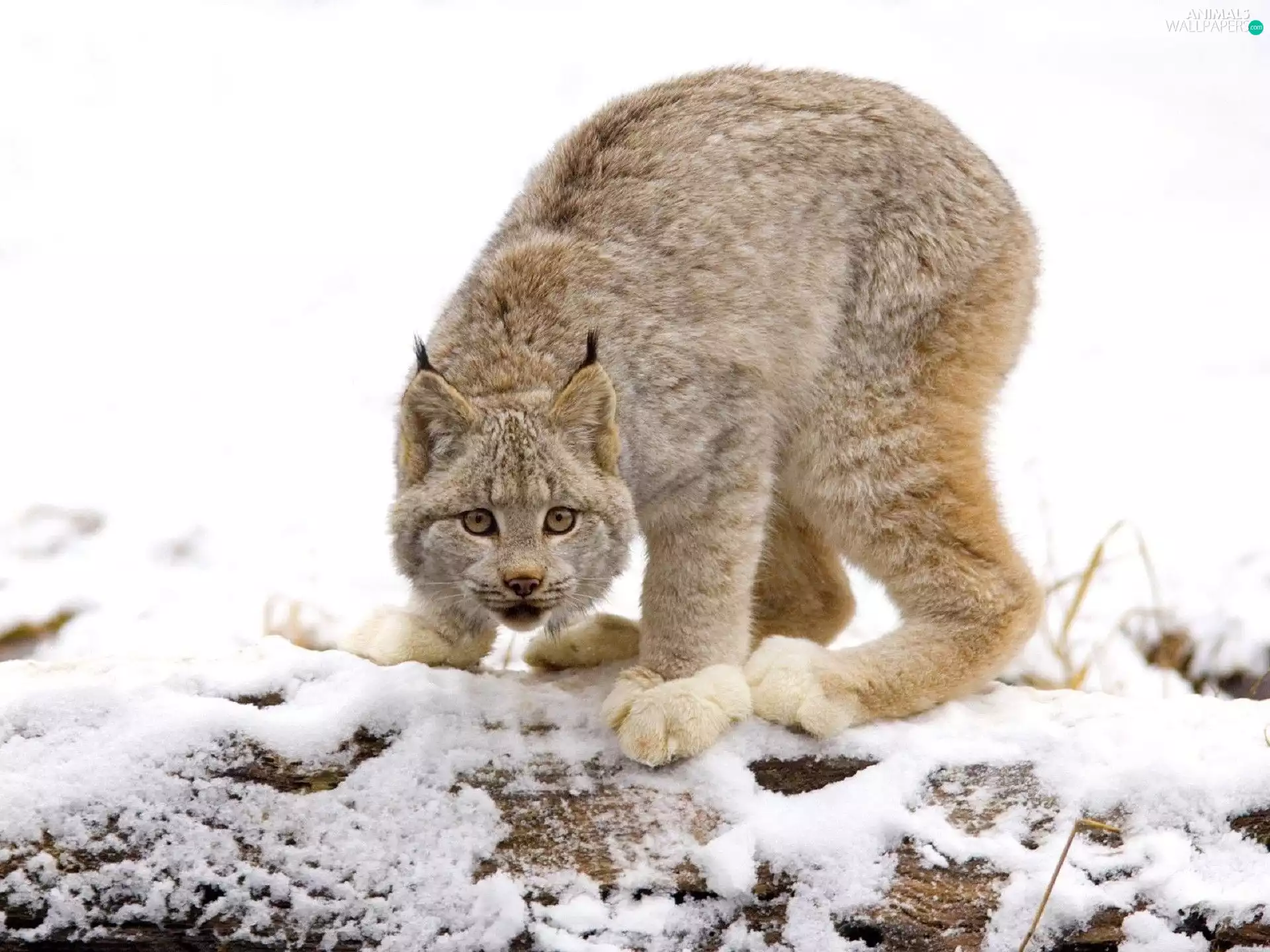 snow, lurking, Lynx