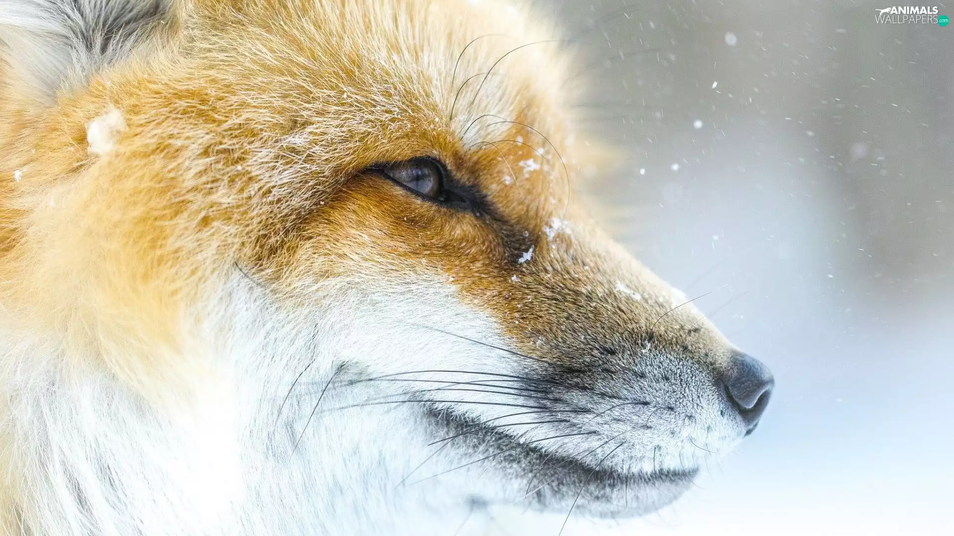 snow, Fox, mouth