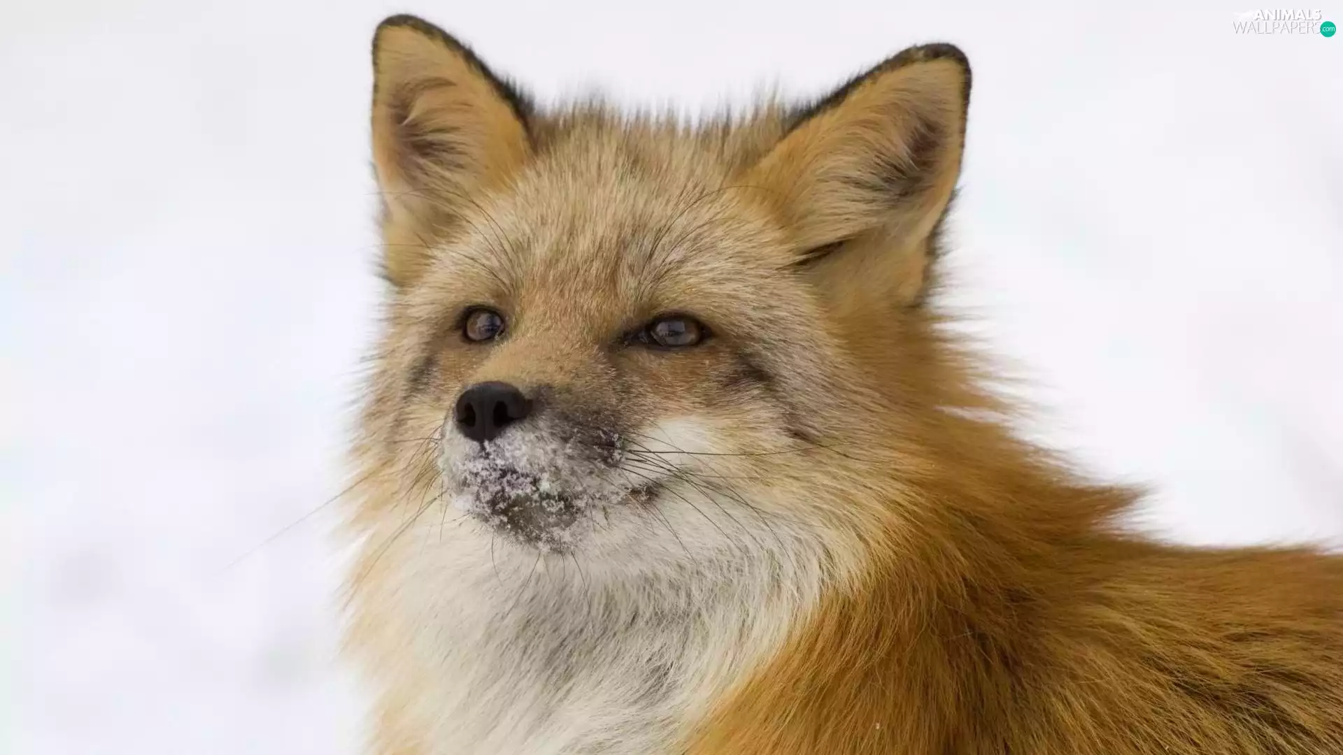 Fox, snow, muzzle, contaminated with