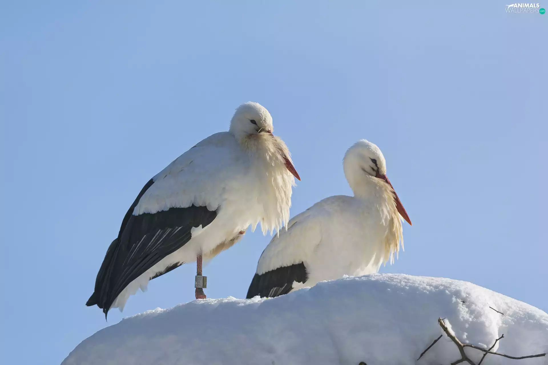 snow, Storks, nest