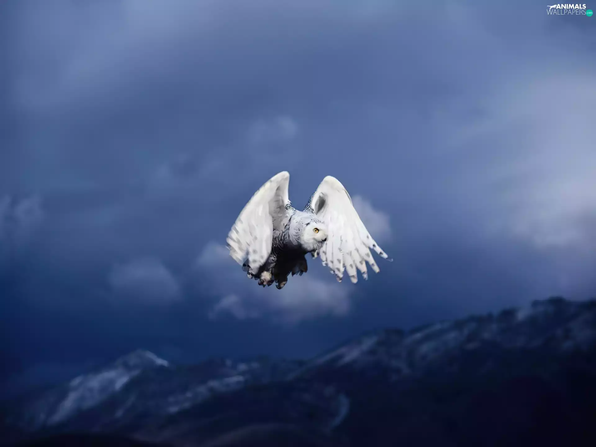 owl, ##, Locie, snow