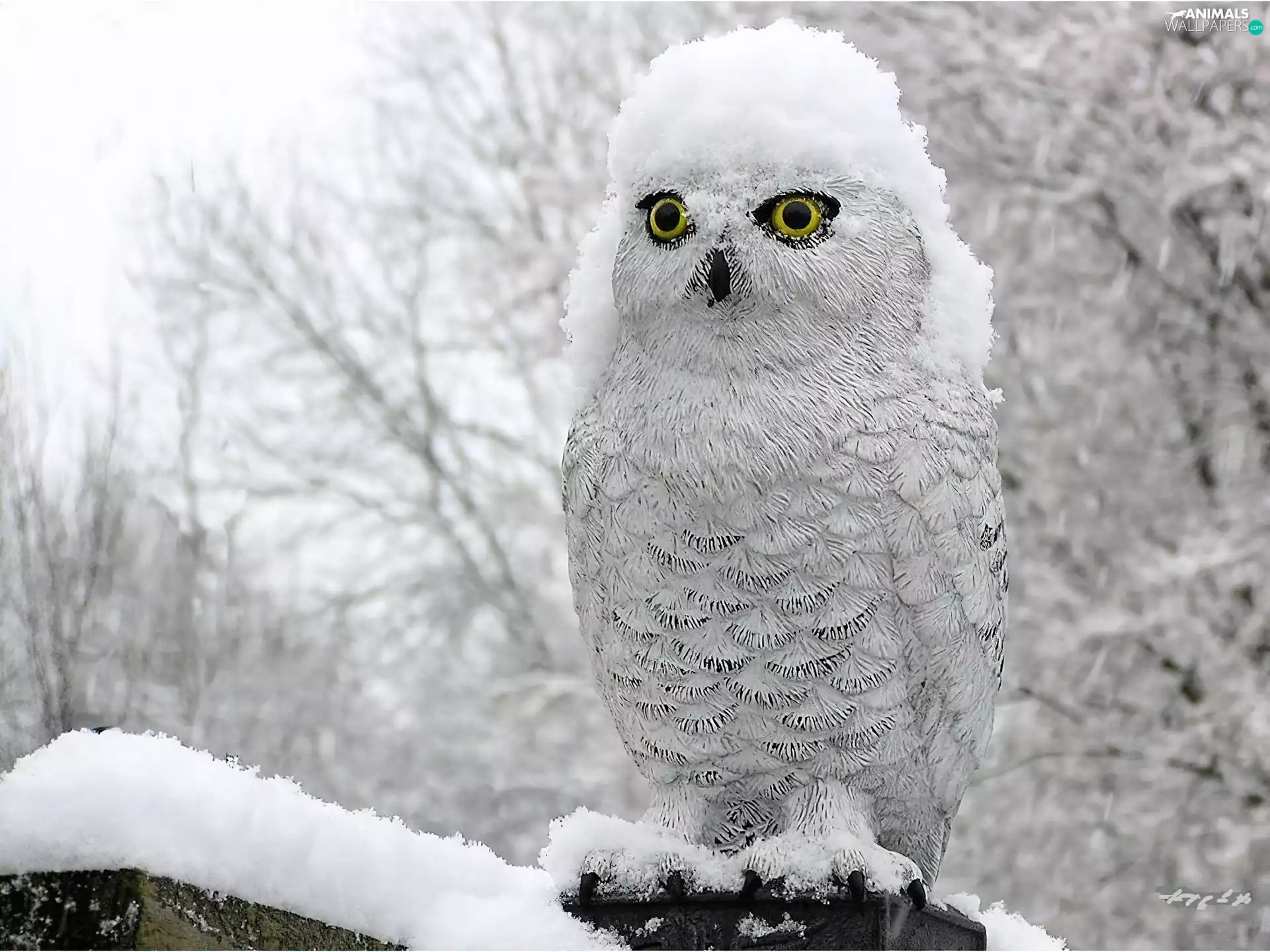 owl, trees, viewes, snow