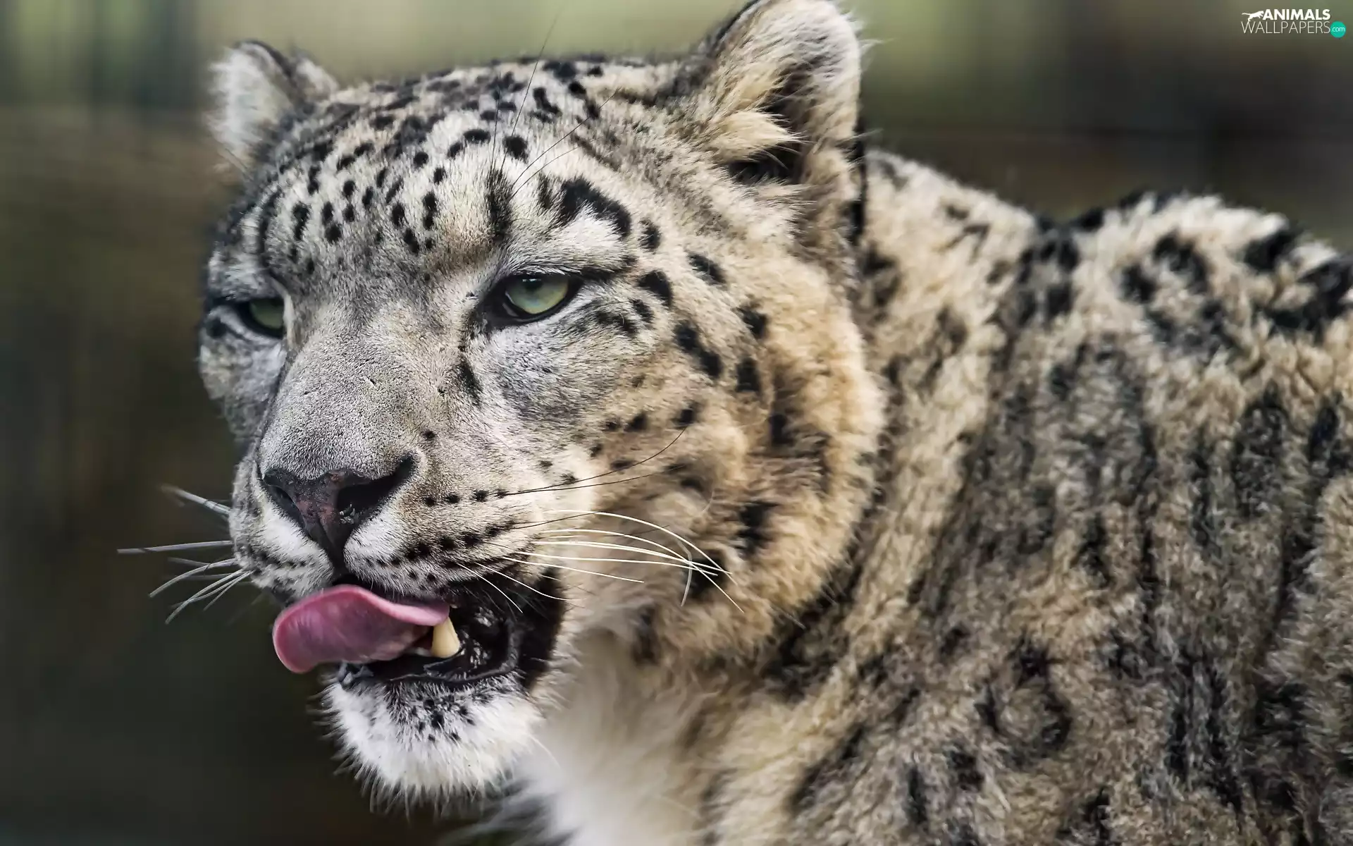 Panther, snow leopard, snow