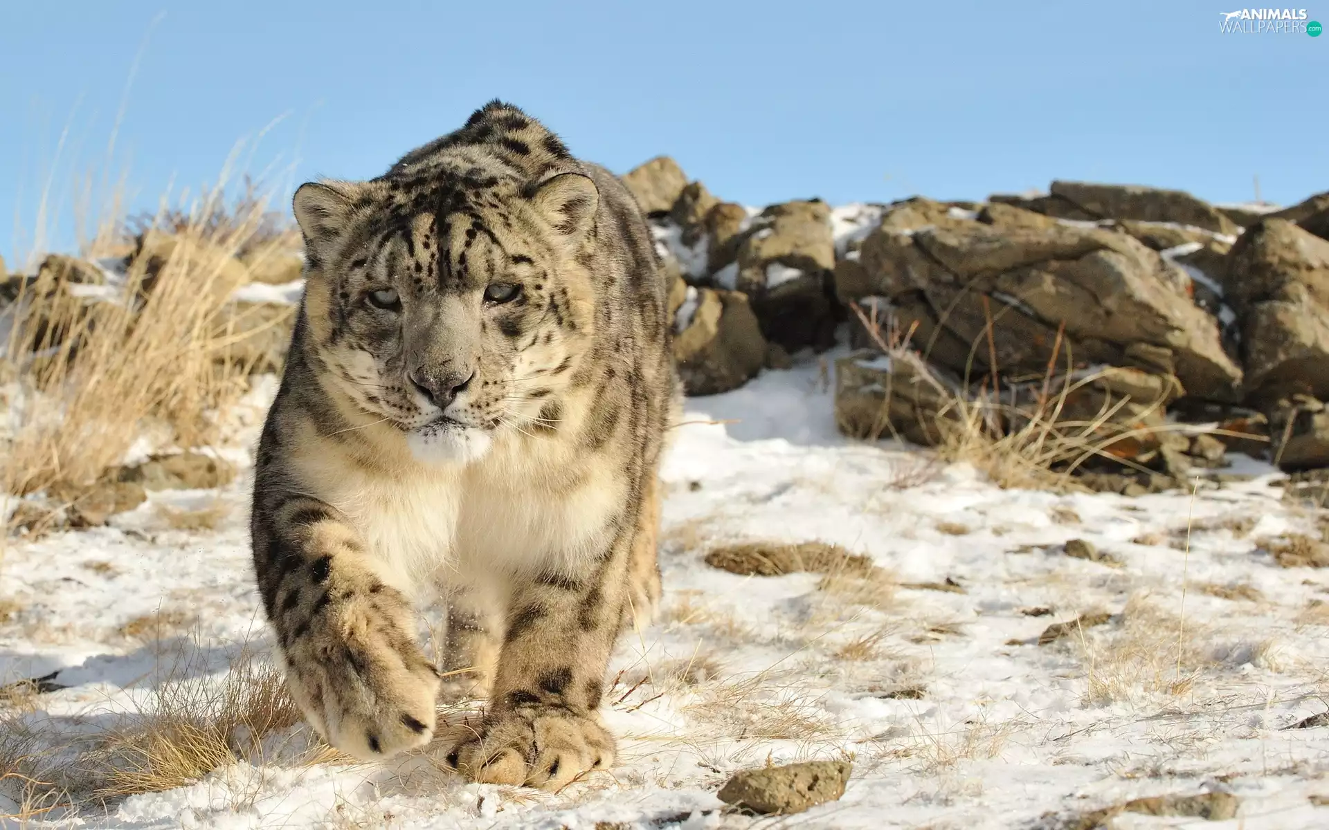 winter, snow leopard, snow, rocks, Panther