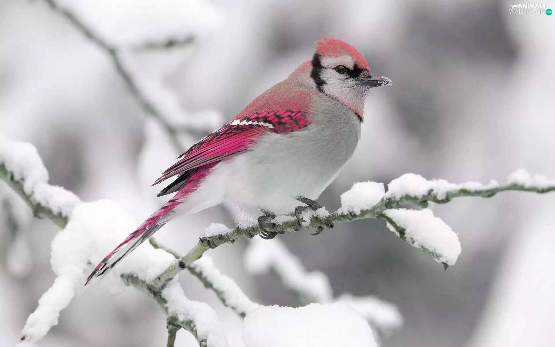 twig, snow, Pink, Bird, white