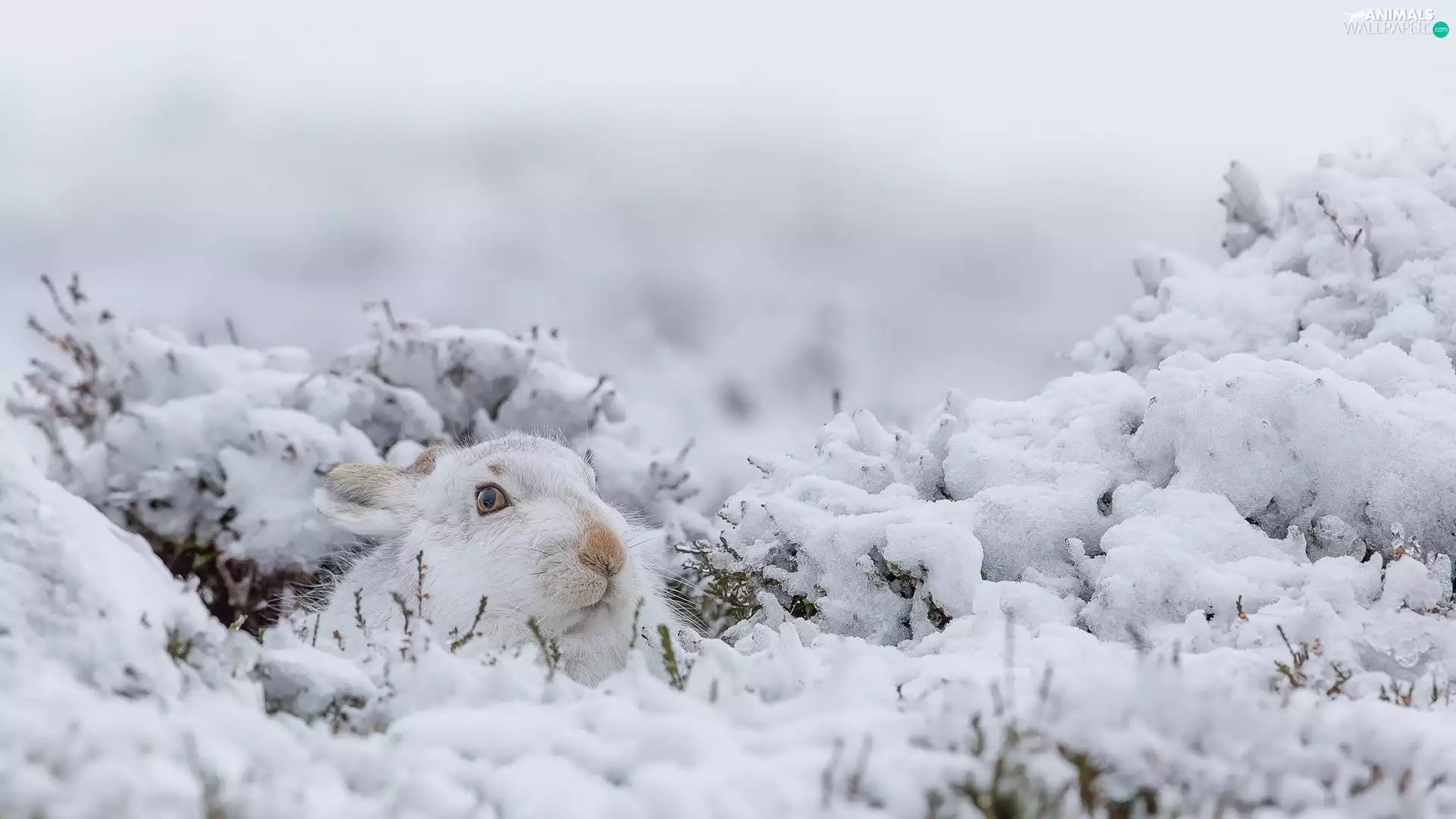 White, snow, Plants, Wild Rabbit