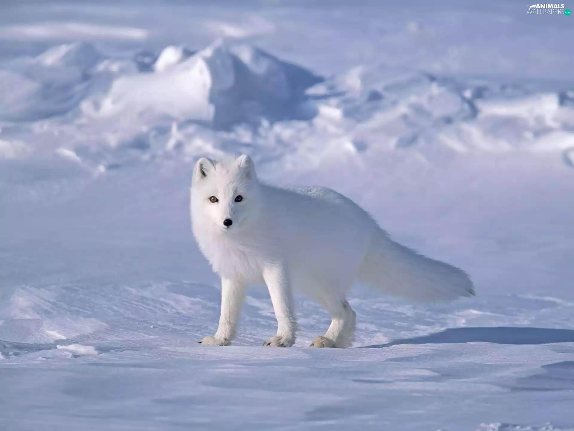snow, Fox, polar