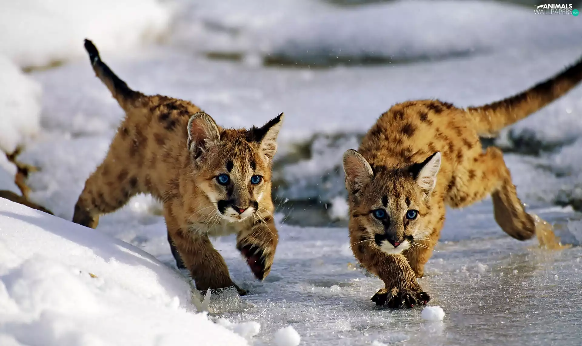 Icecream, snow, Puma, winter, Two